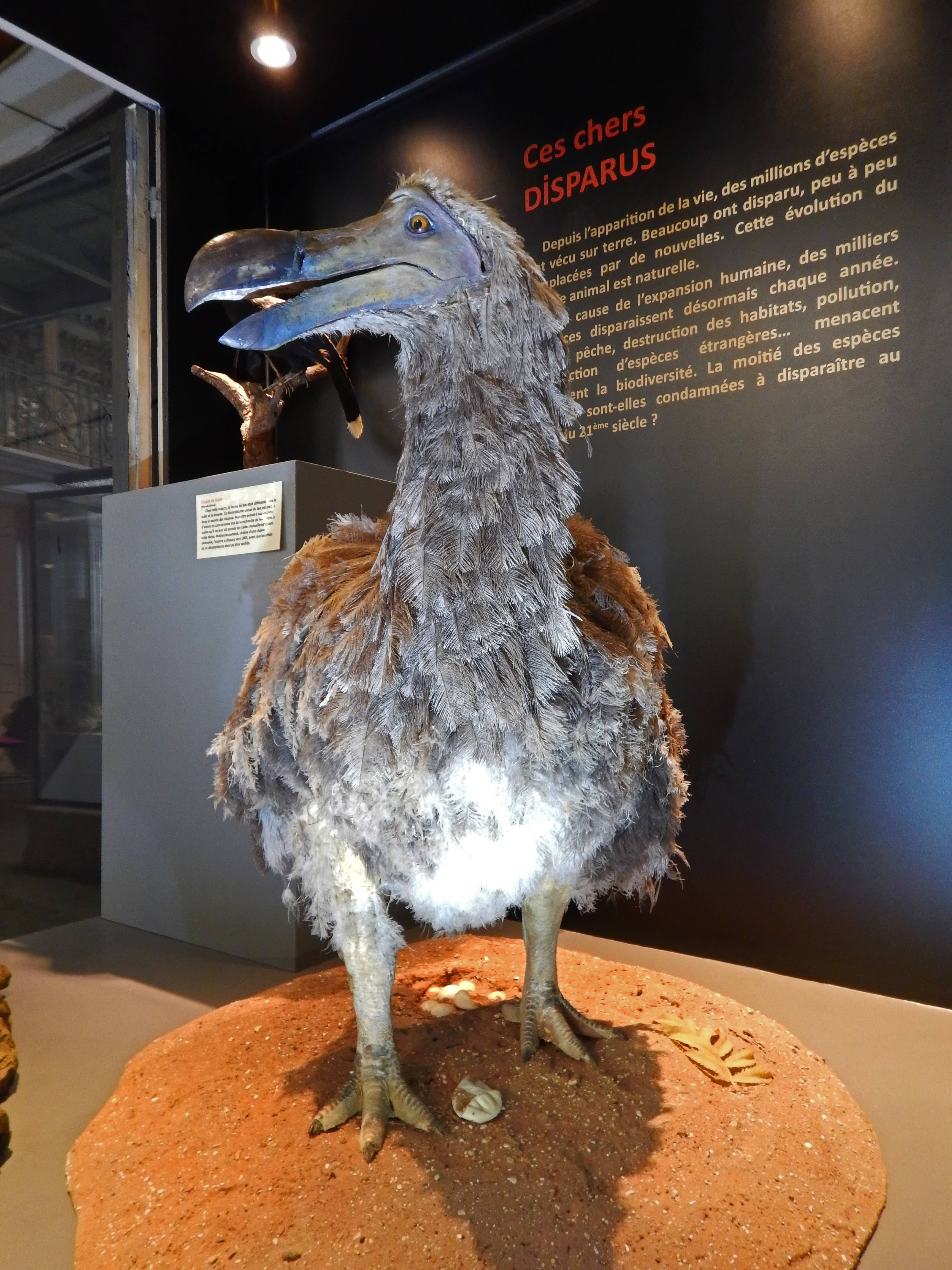 Taxidermy Collection