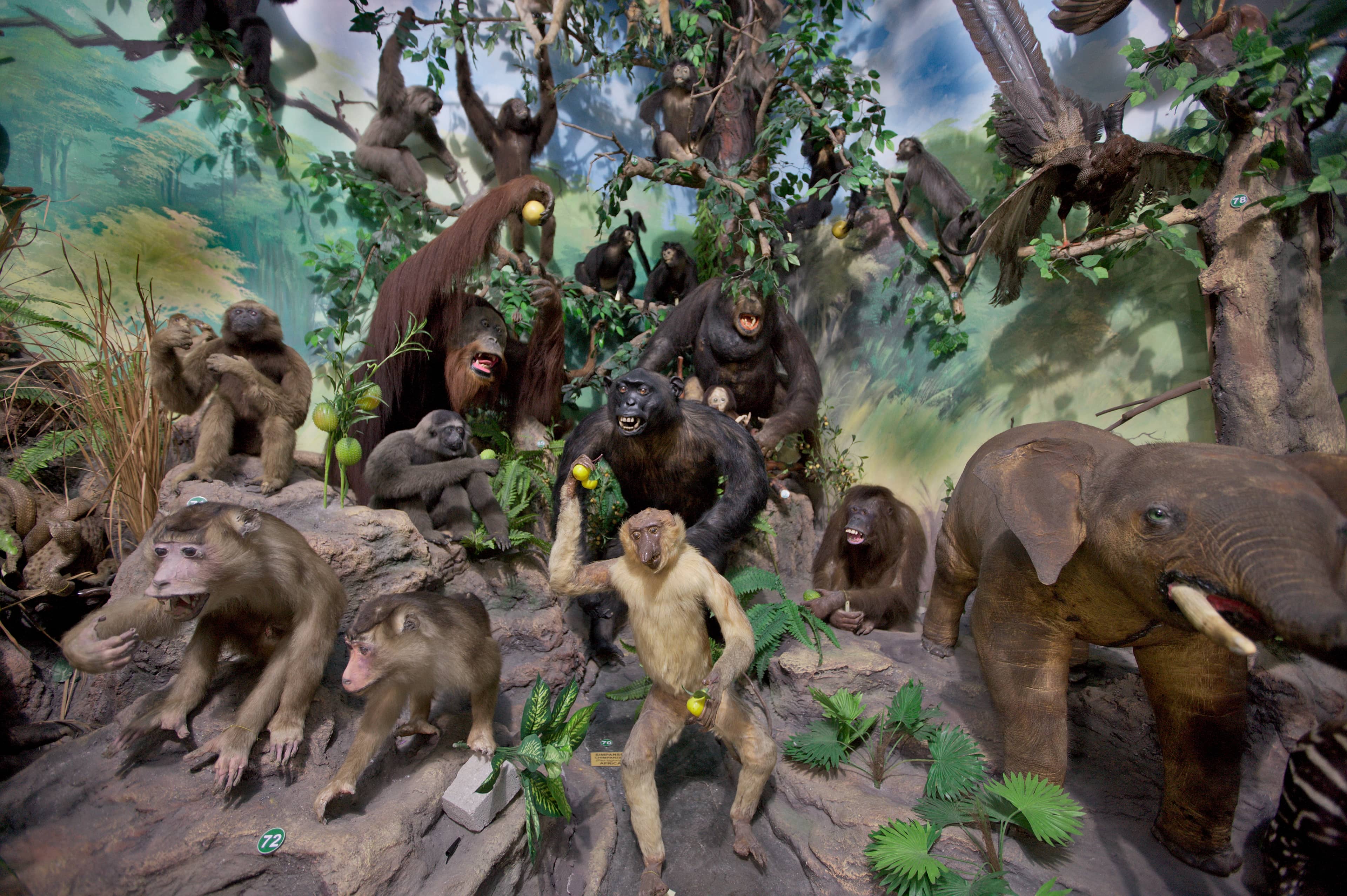 Realistic Habitat Displays