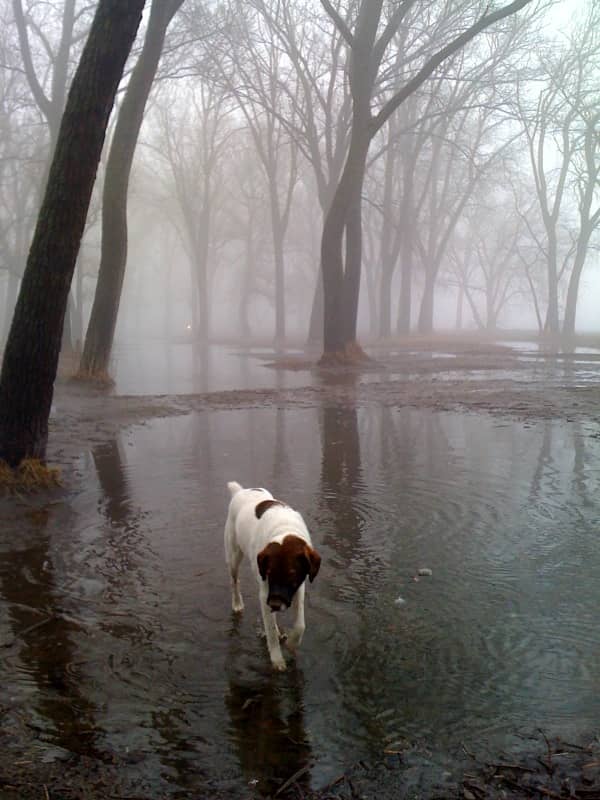 Off-Leash Dog Area