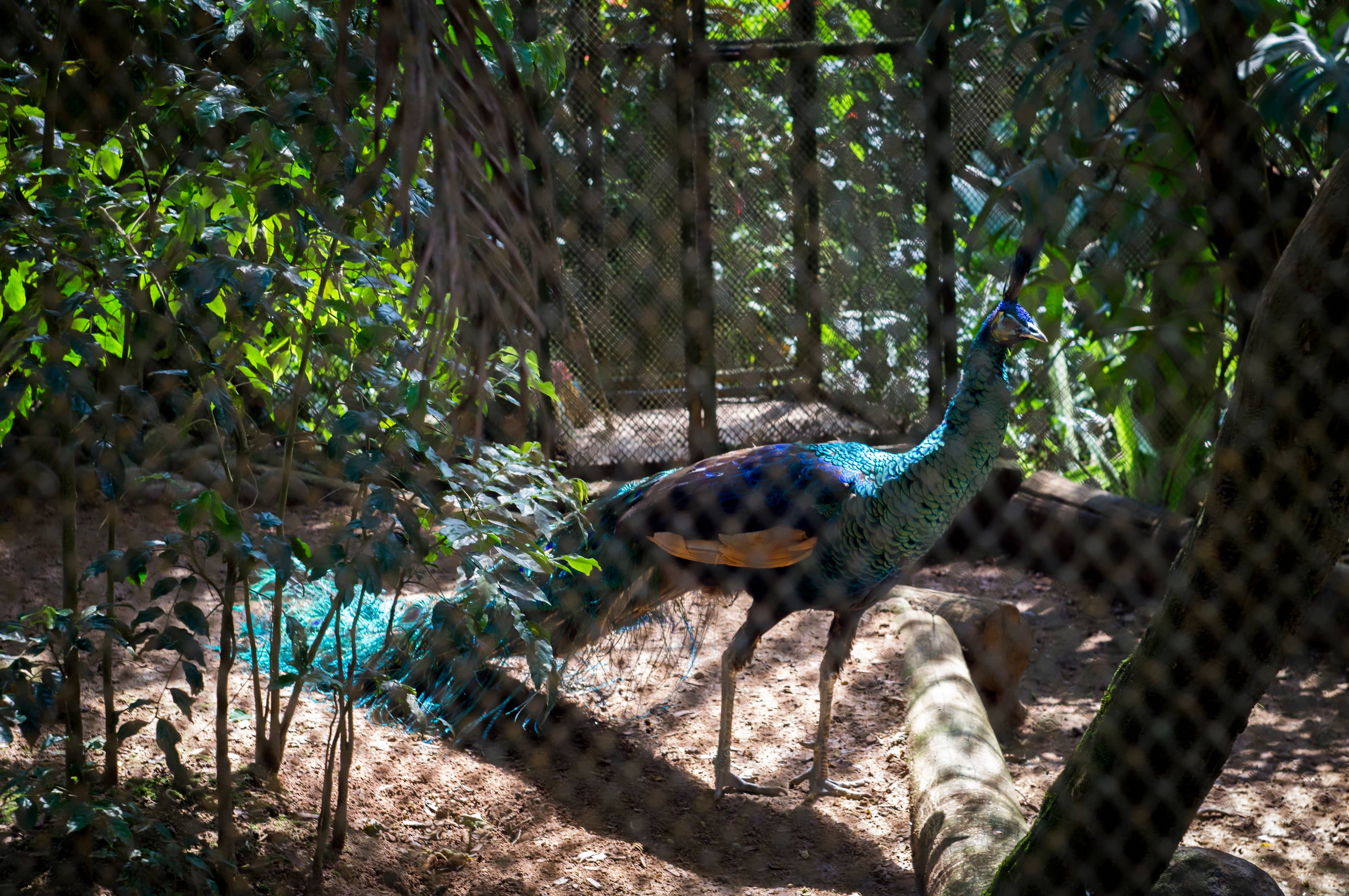 Mundo Dino Adventure