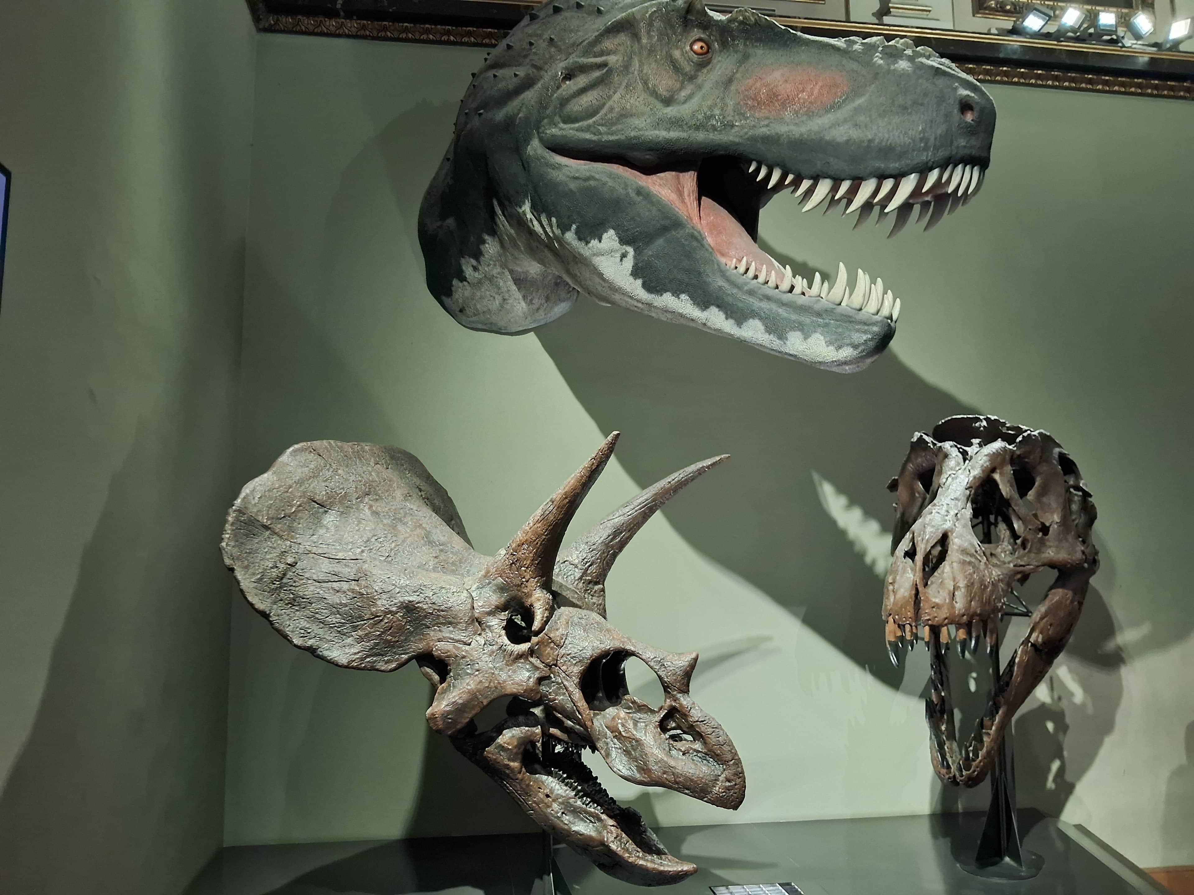 Dinosaur Skeletons
