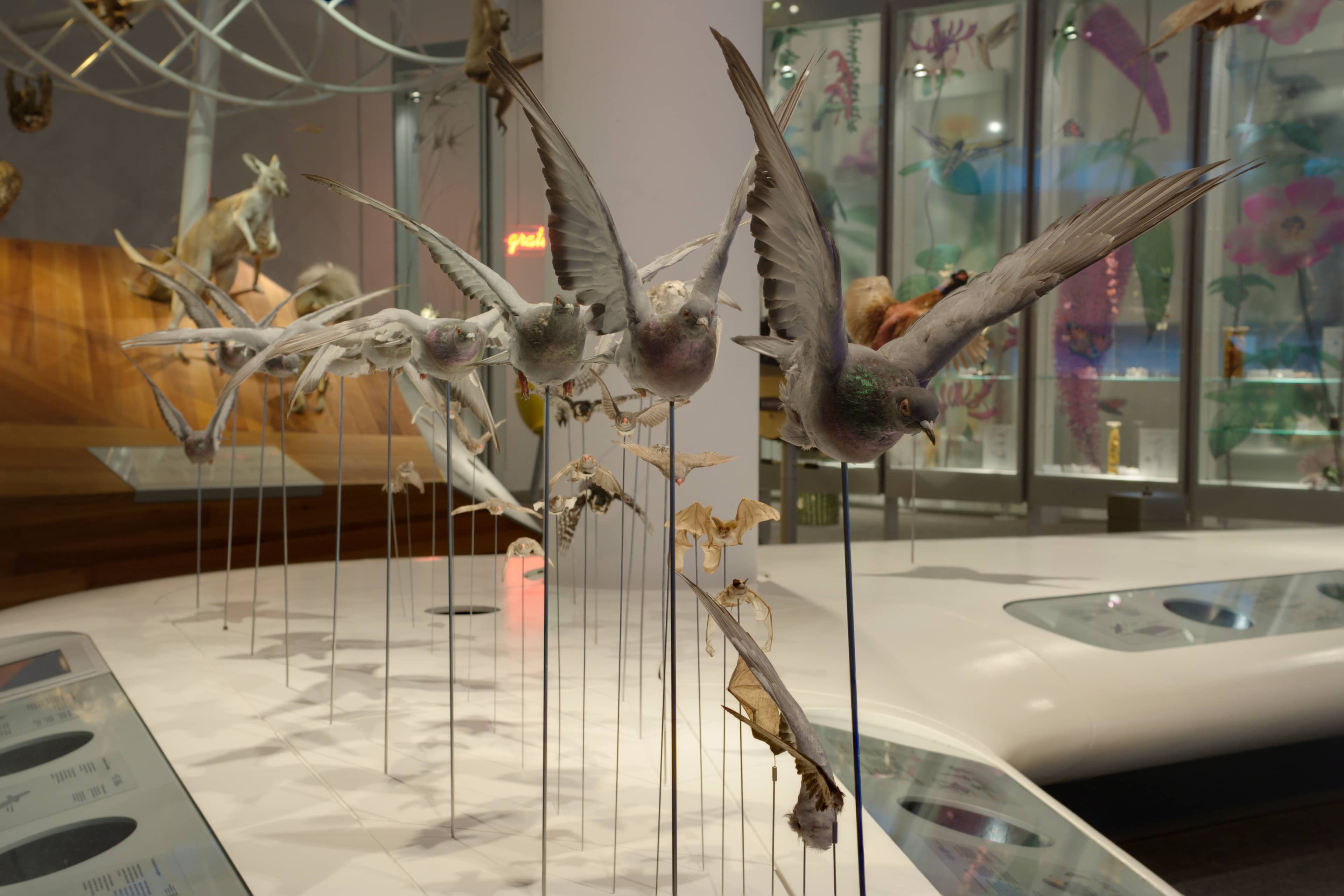 Biodiversity Gallery