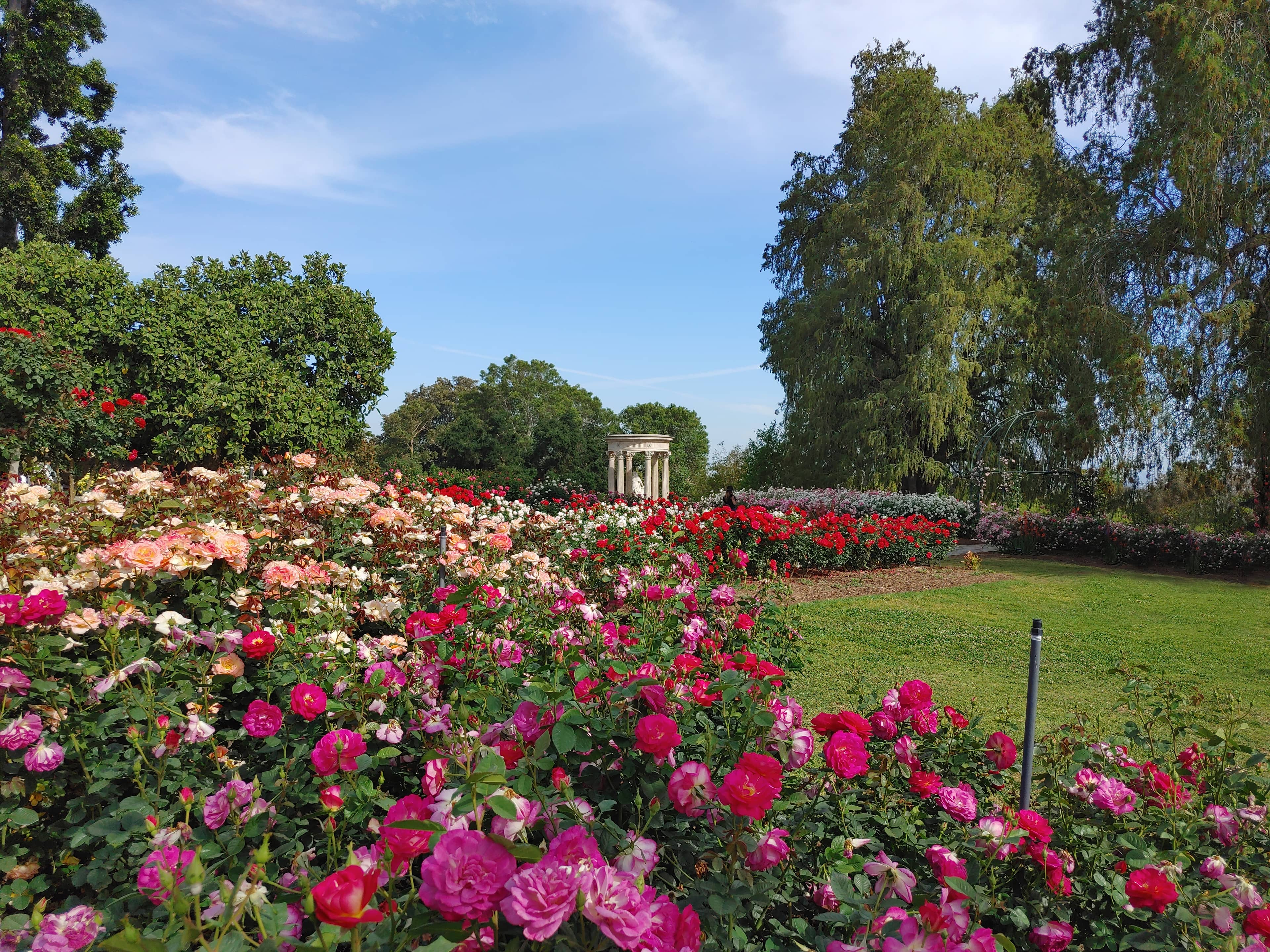 Rose Garden