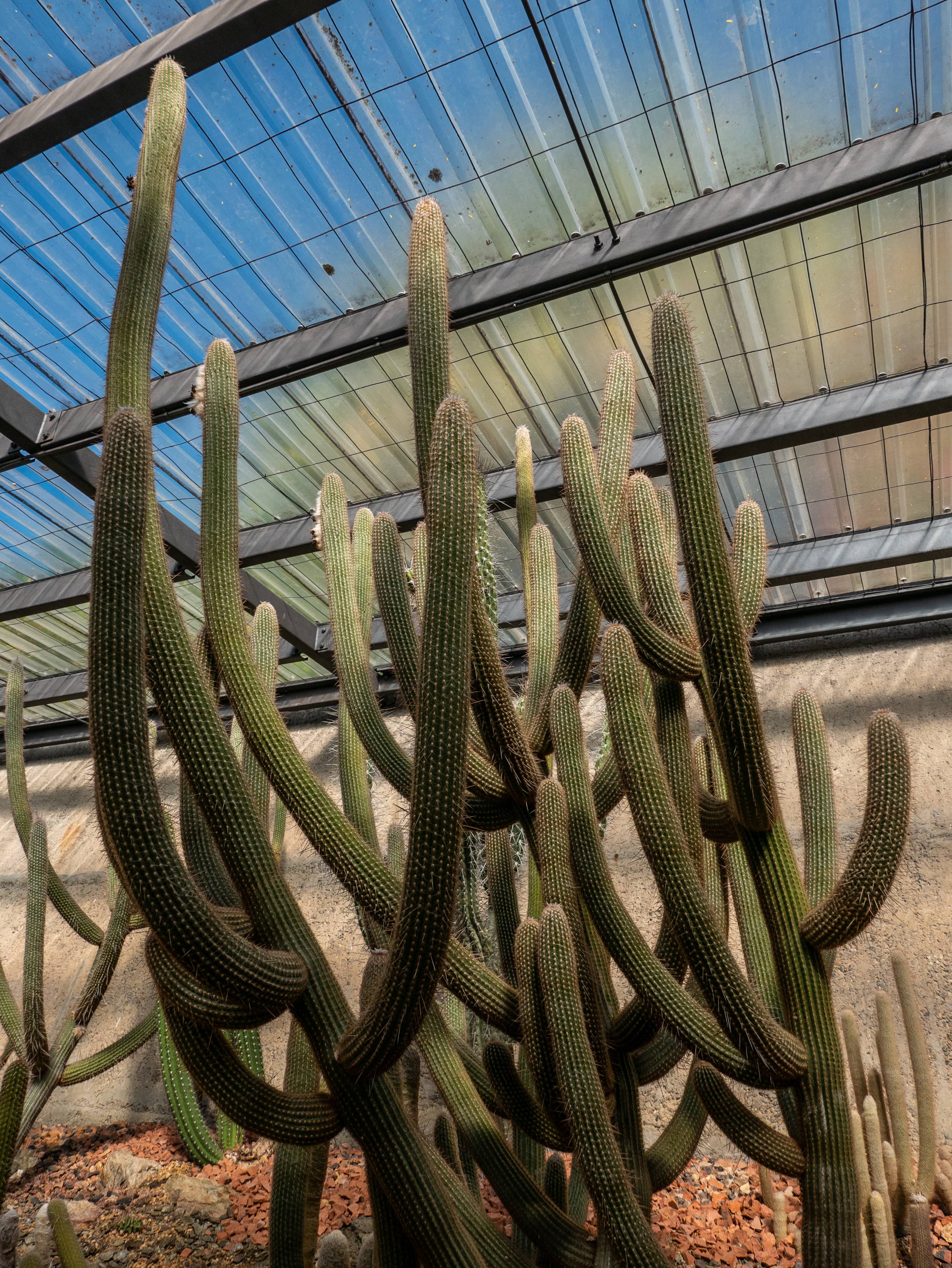 Cactus and Succulent House