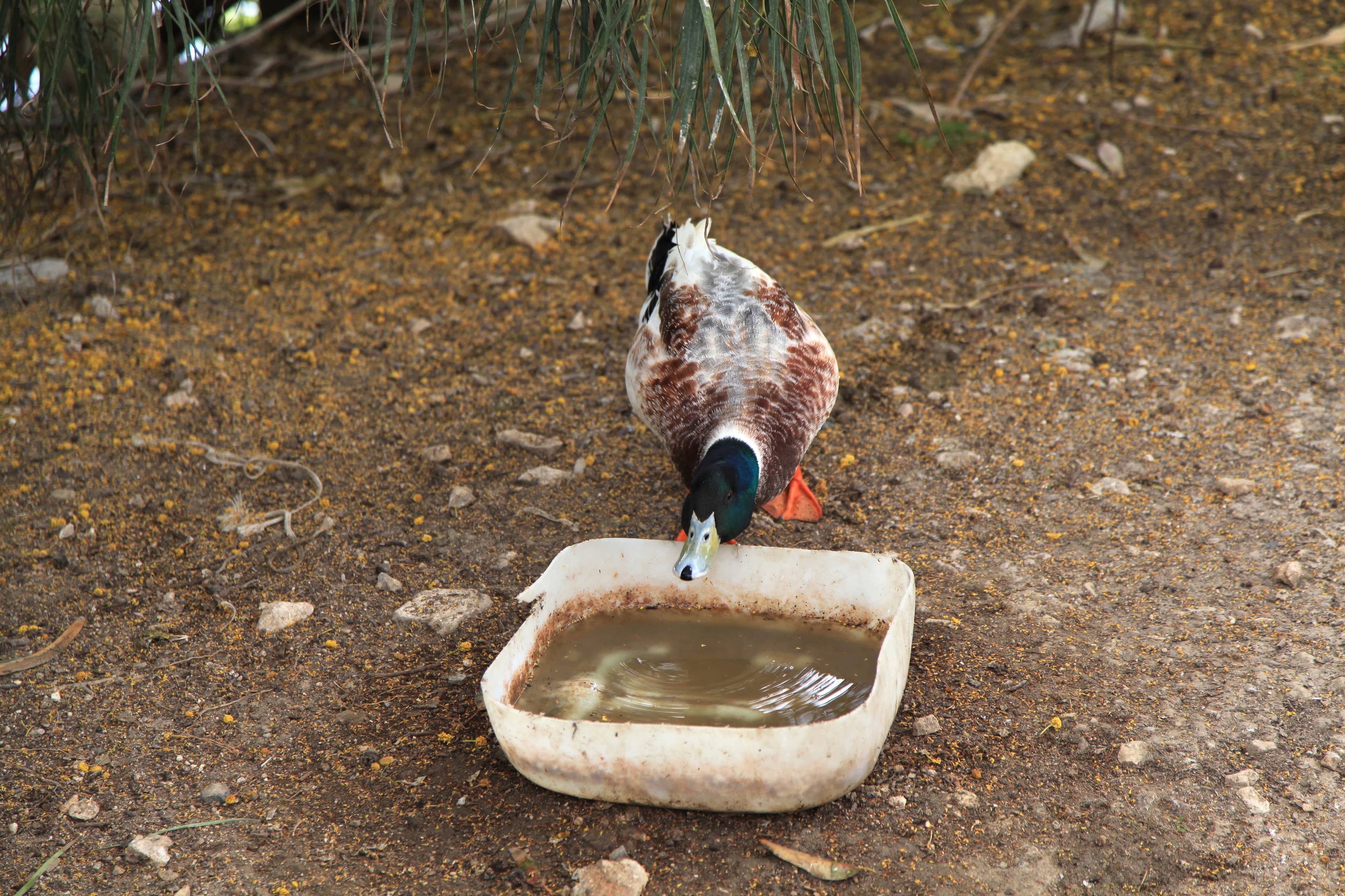 Birdwatching Opportunities