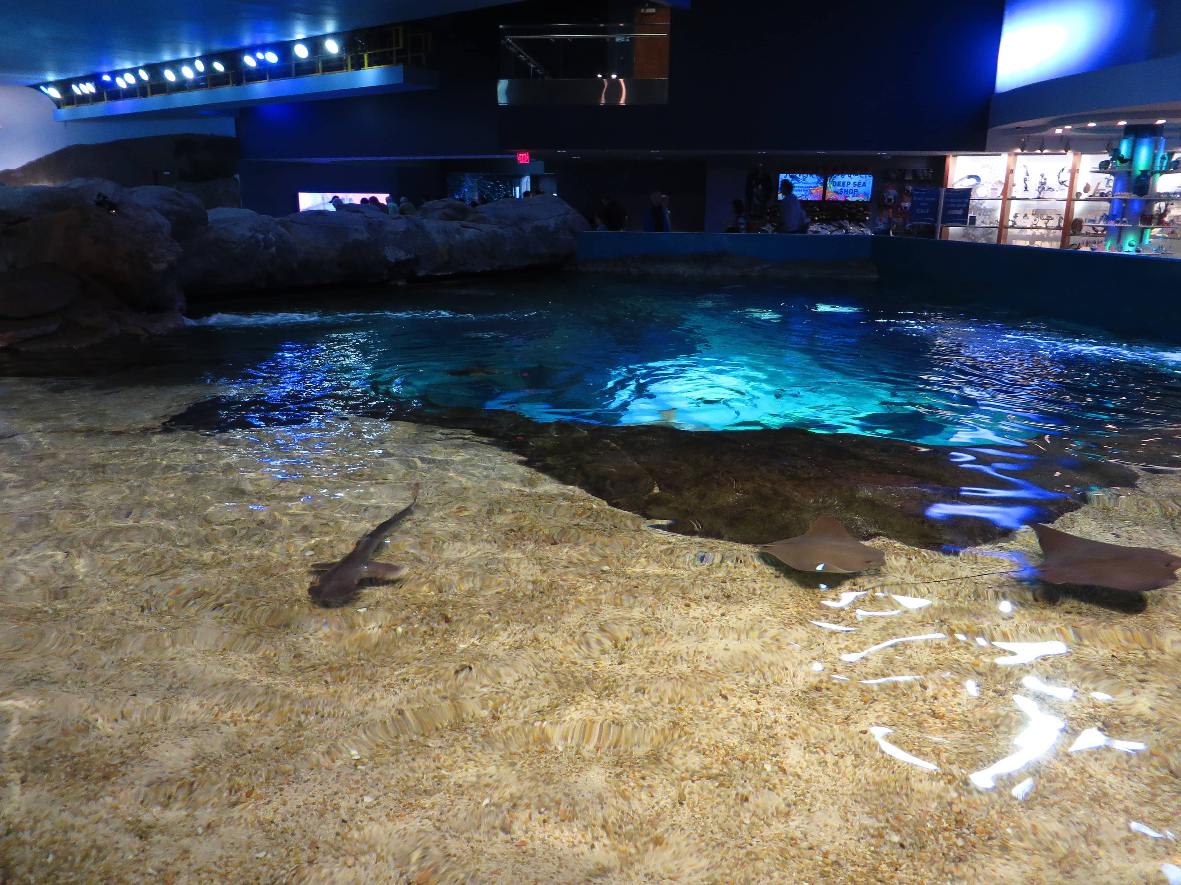 Touch Tanks