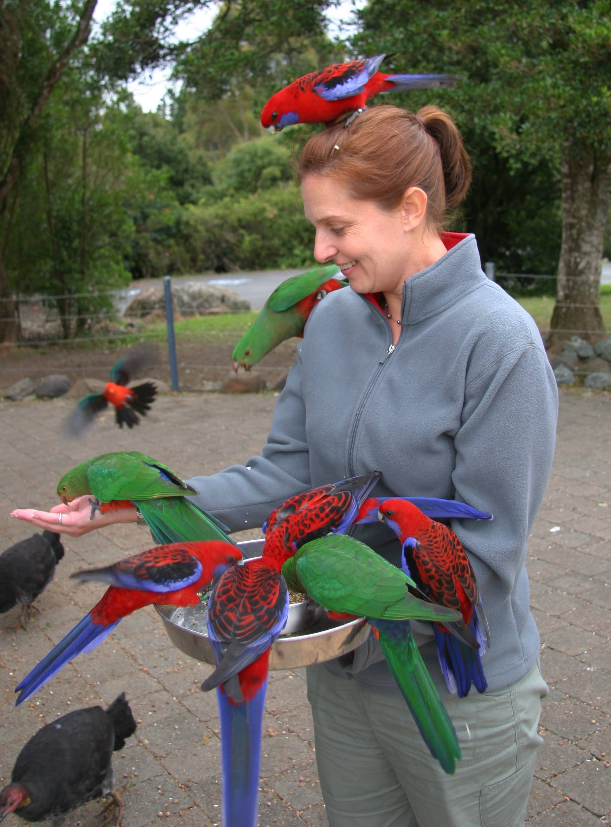 Bird Feeding Experiences