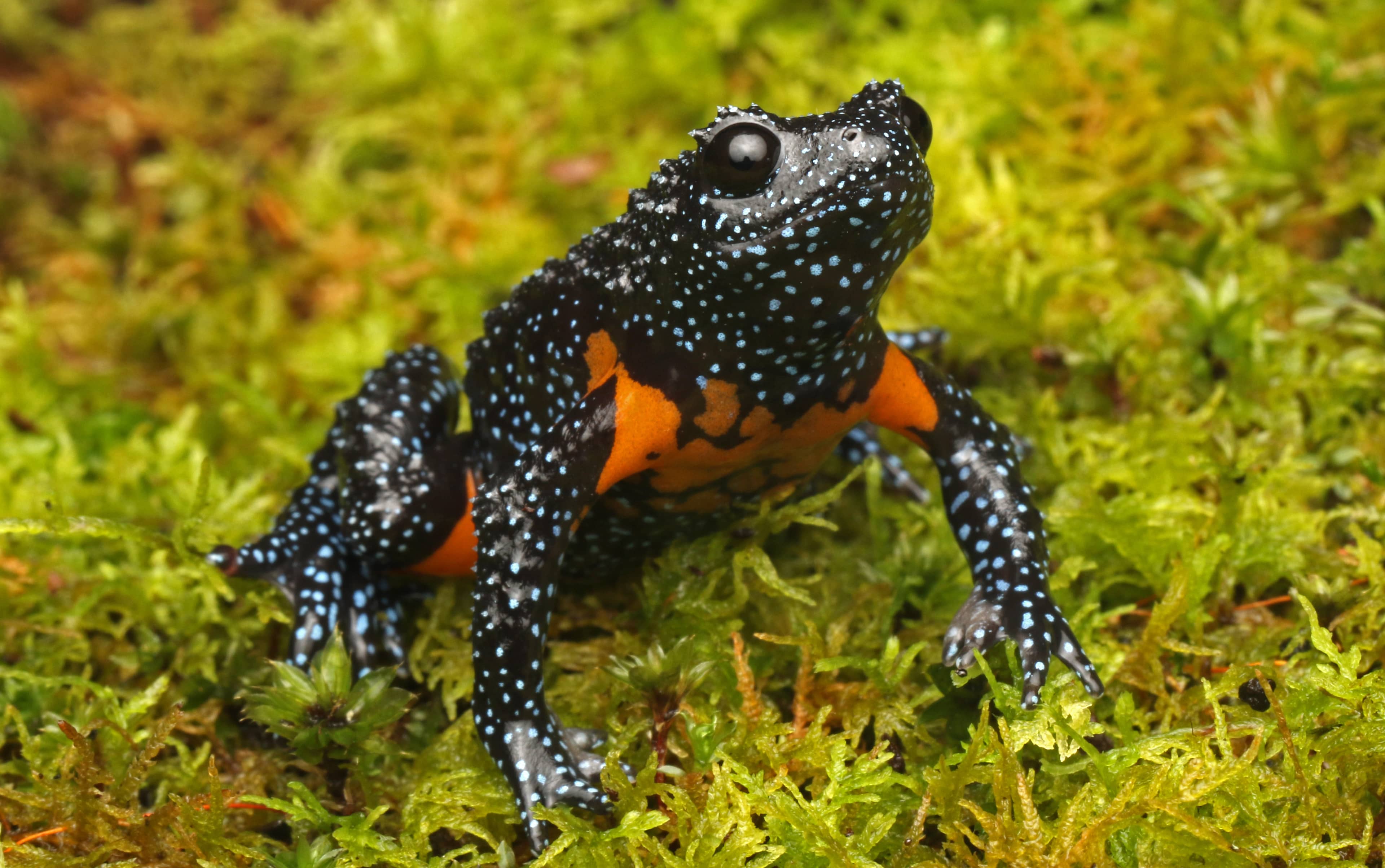 Galaxy Frog