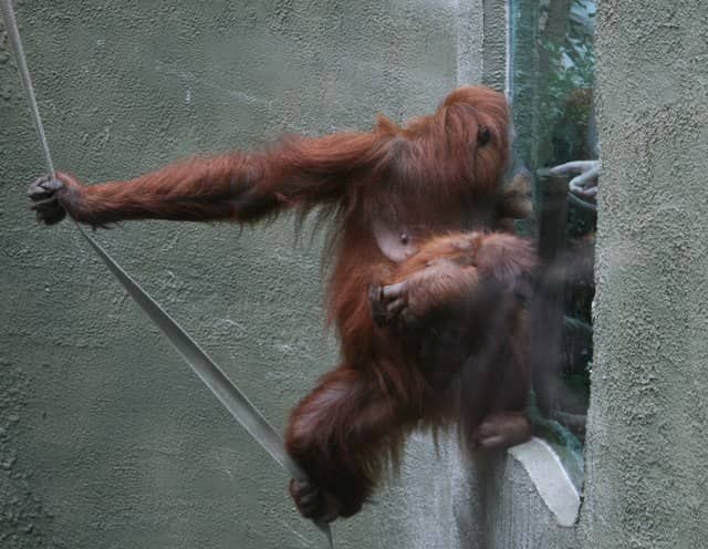 Orangutan Encounters