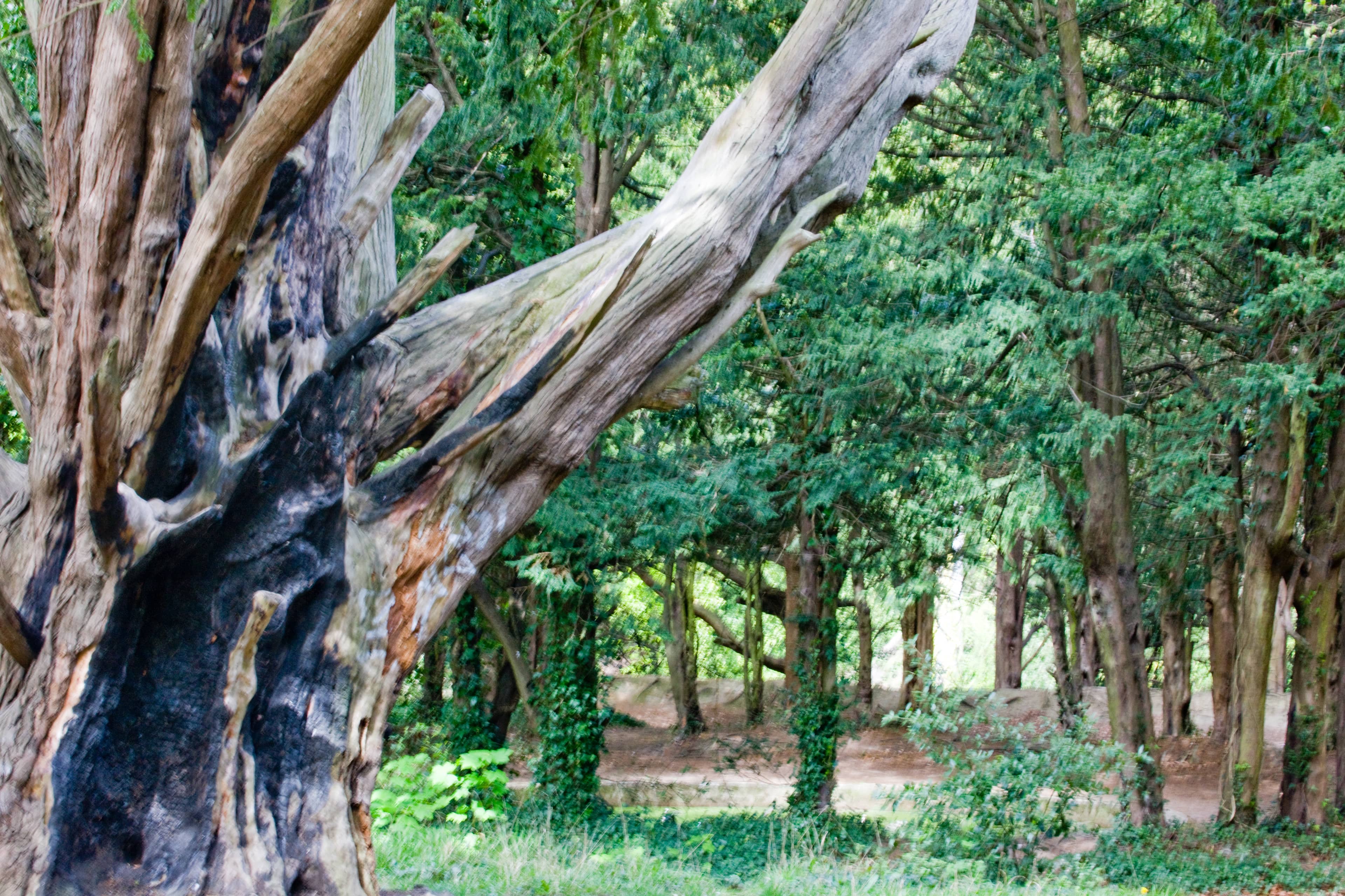 Woodland Walks