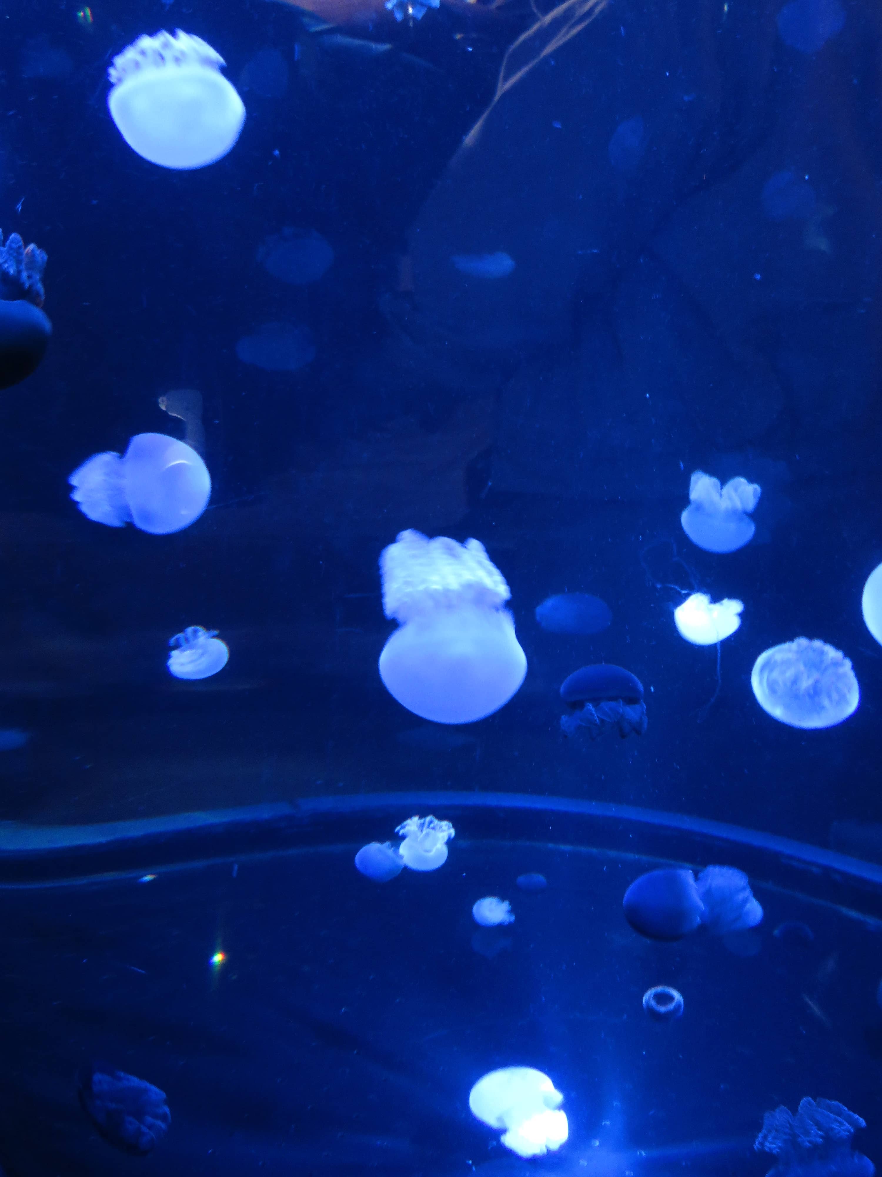 Jellyfish Exhibits