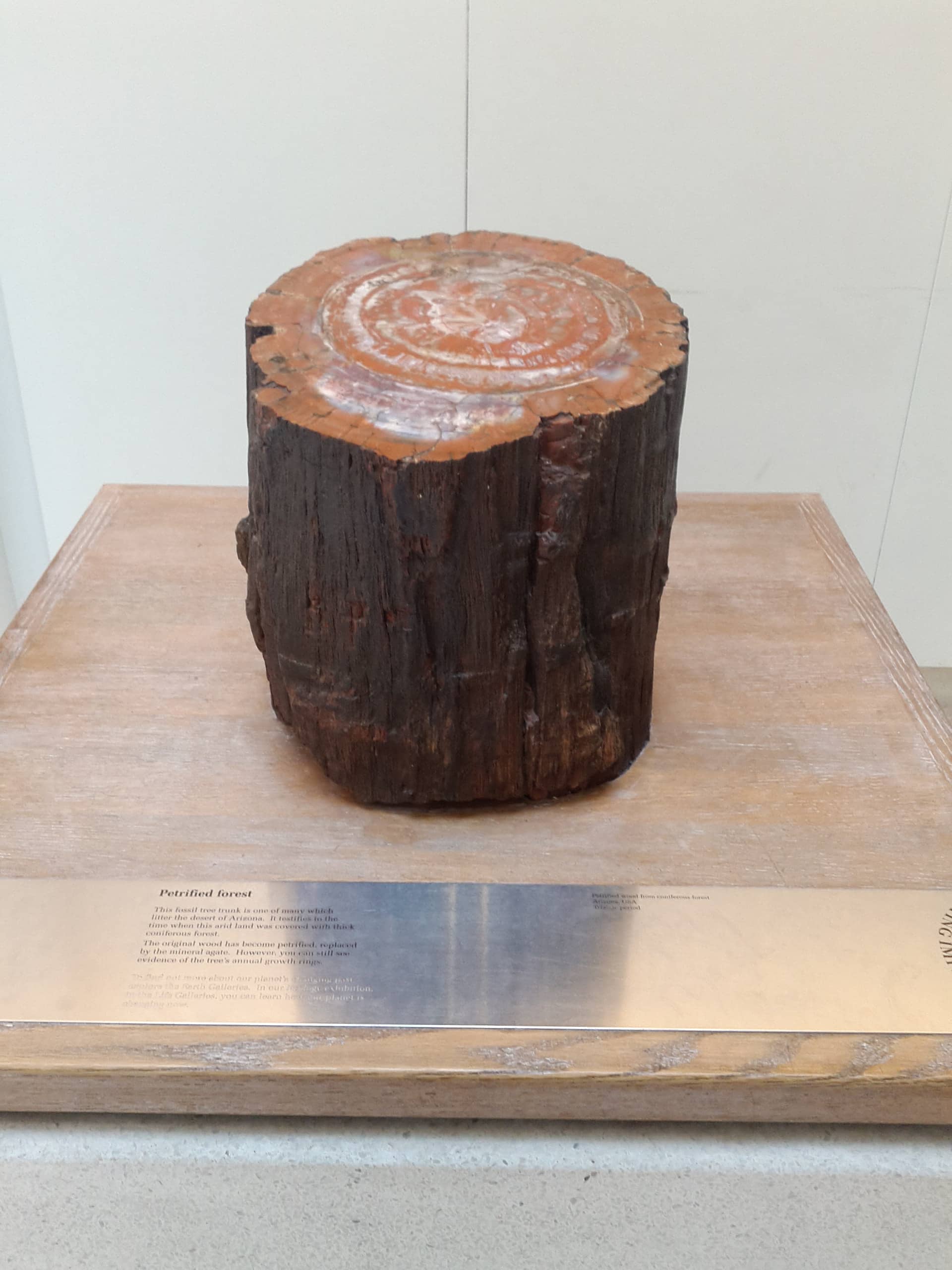 Petrified Wood Collection