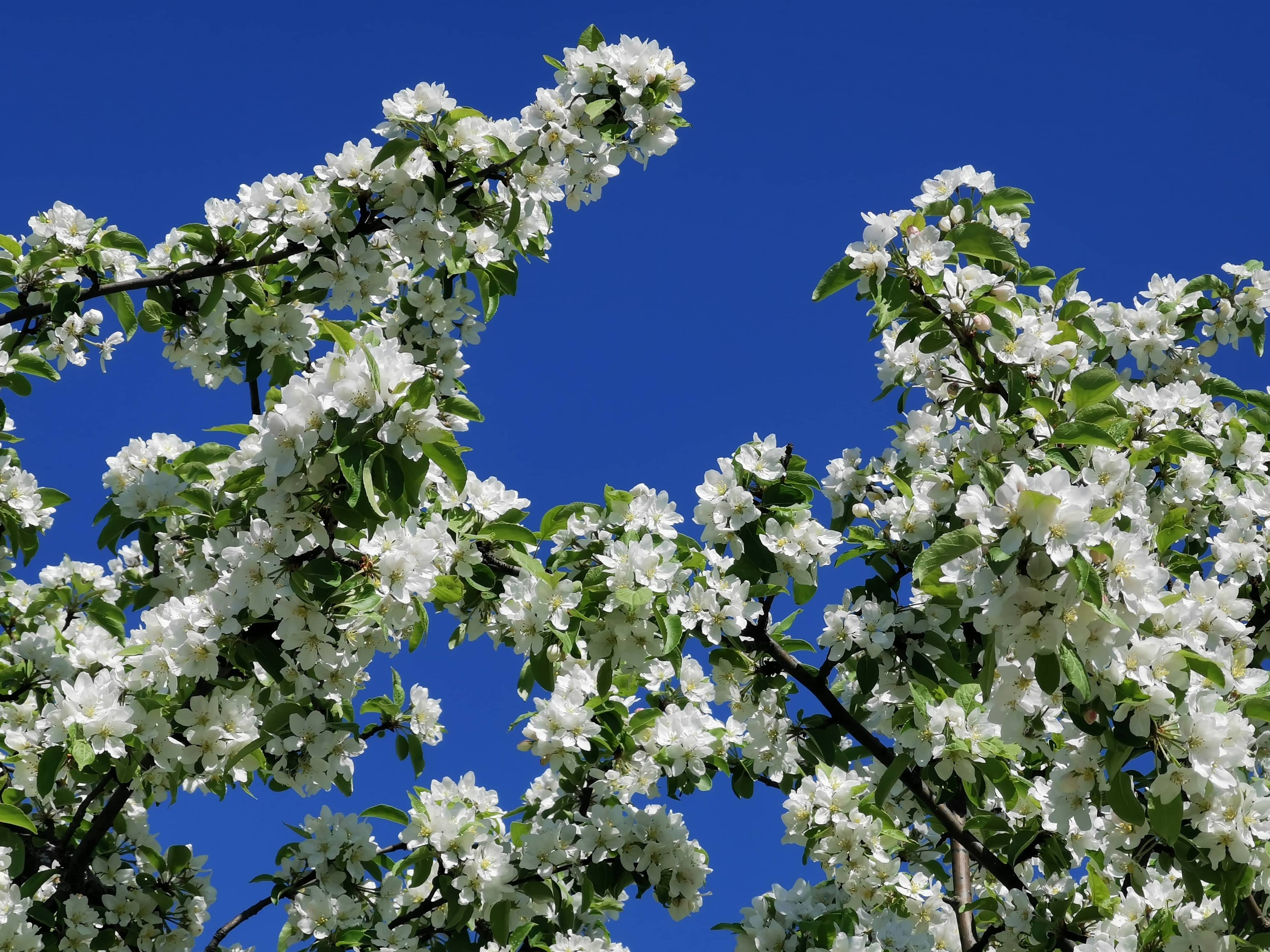 Apple Trees in Bloom
