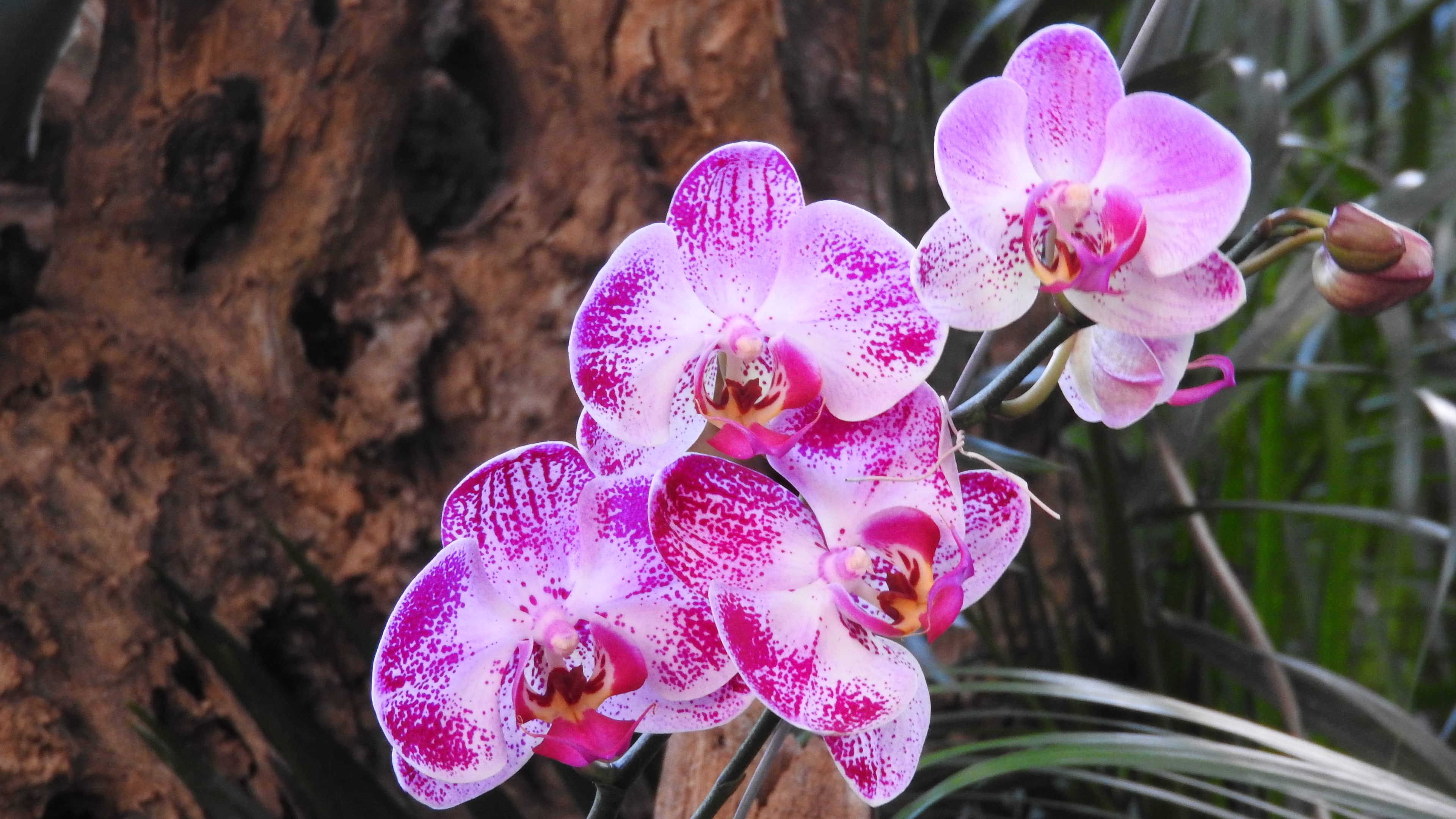 Orchid Collection