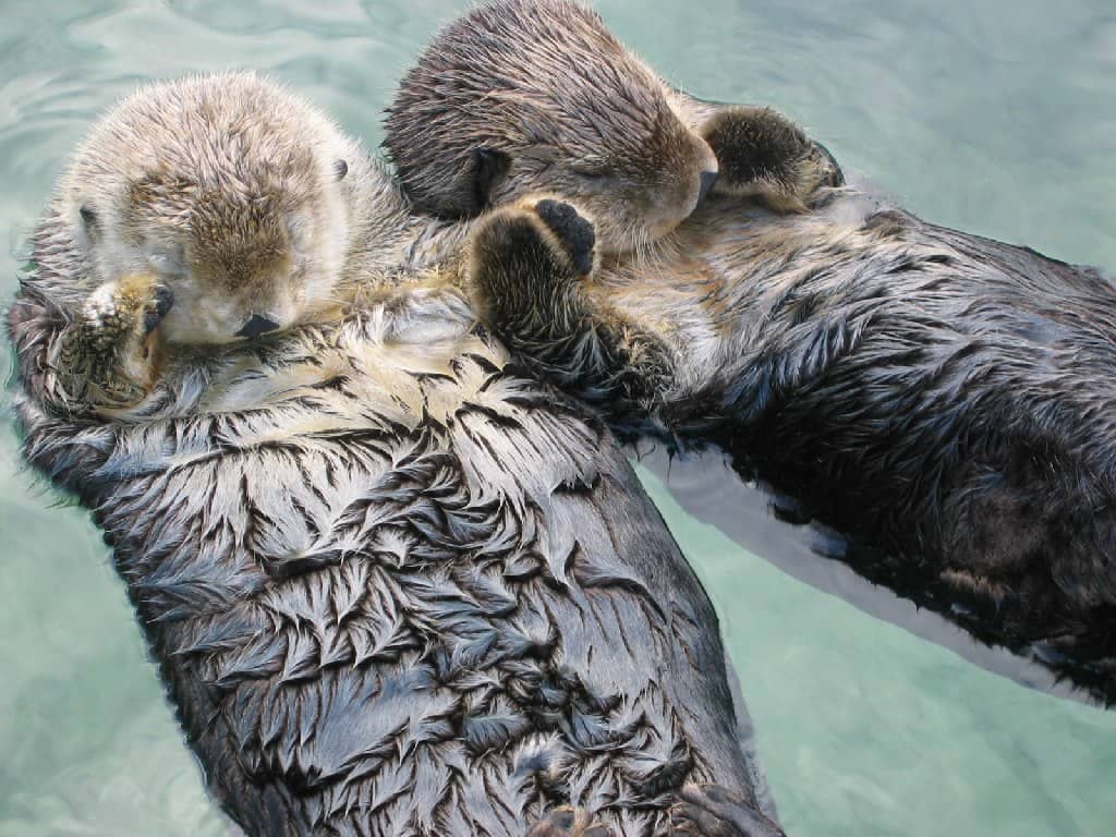 Otter Encounter