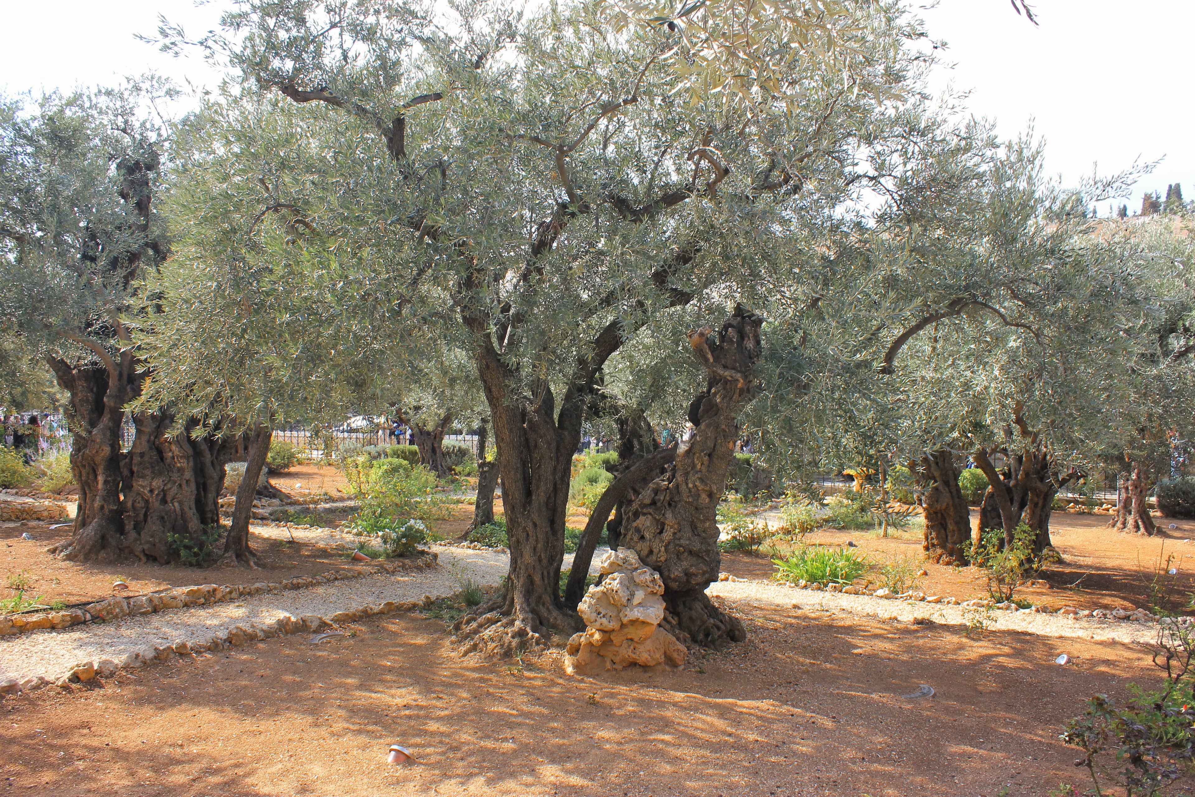 Garden of Gethsemane