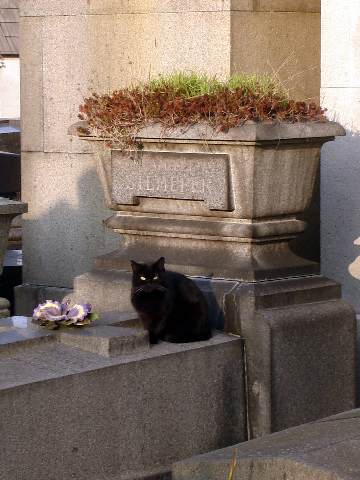 Resident Cats