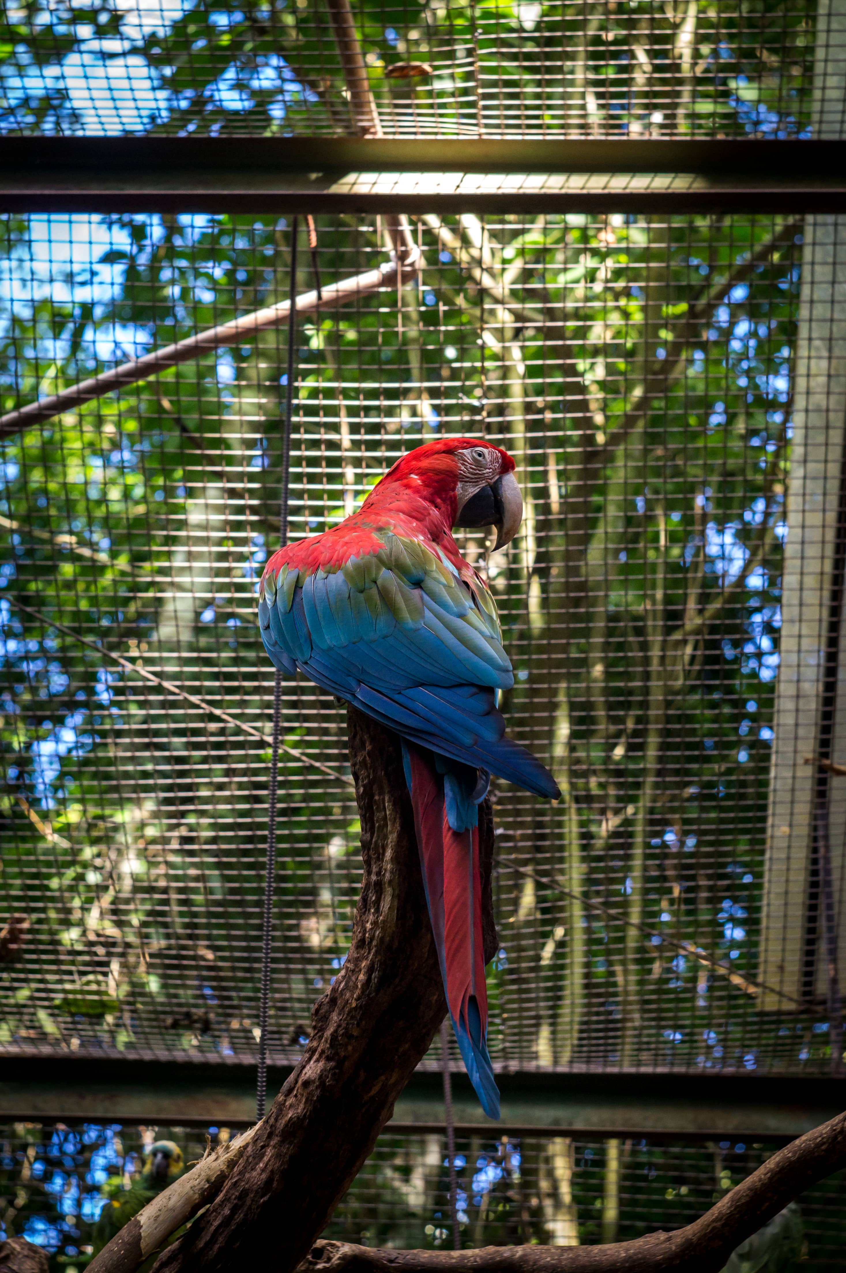 Immersive Jungle Cages