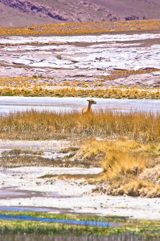 Abundant Wildlife