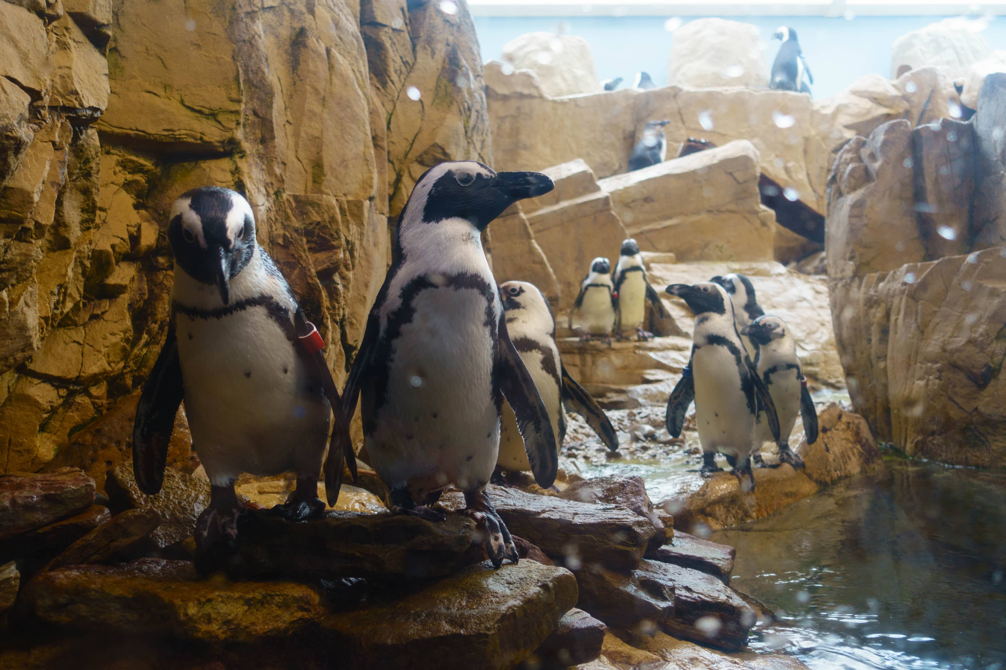 Penguin Encounters