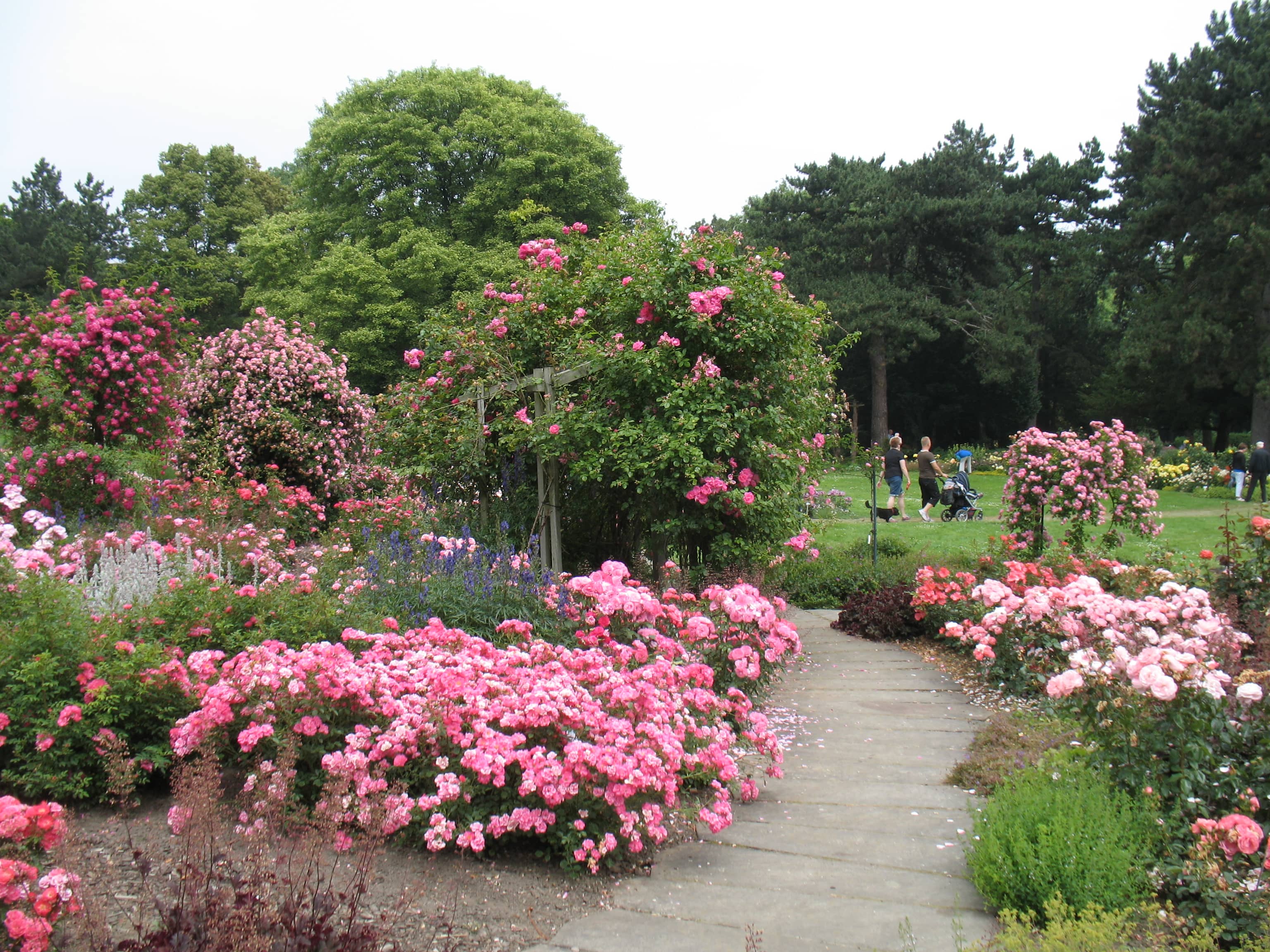 Rosarium