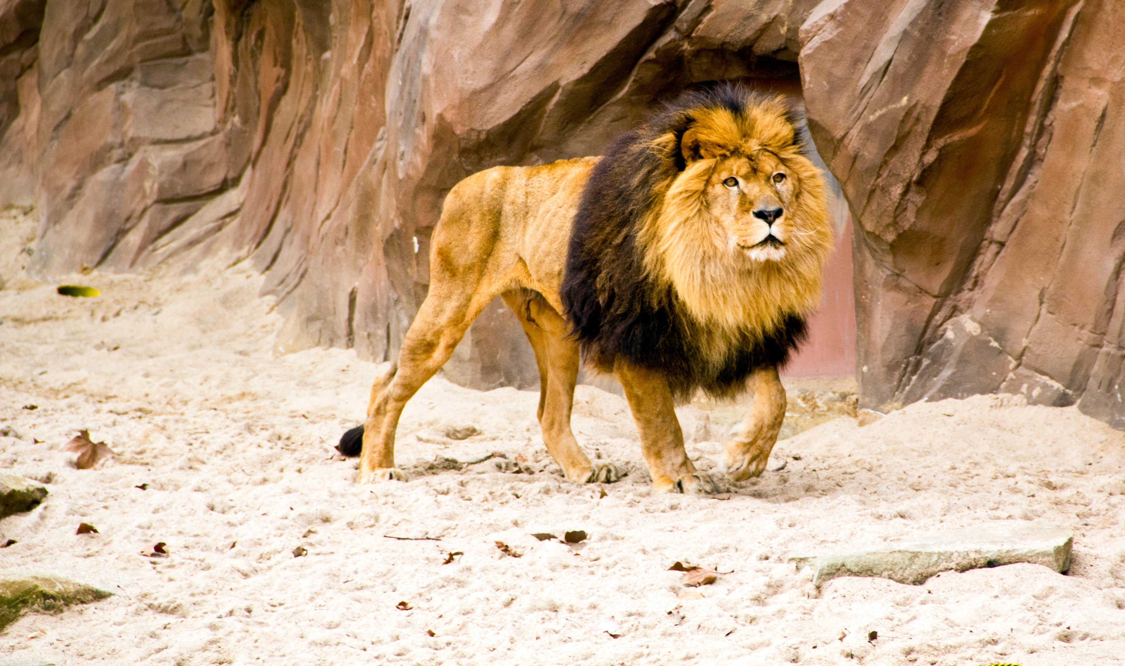 Majestic Lions