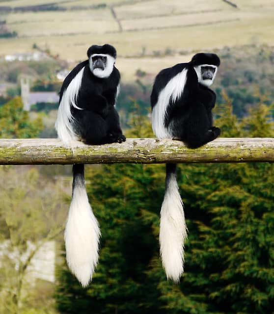 Playful Primates
