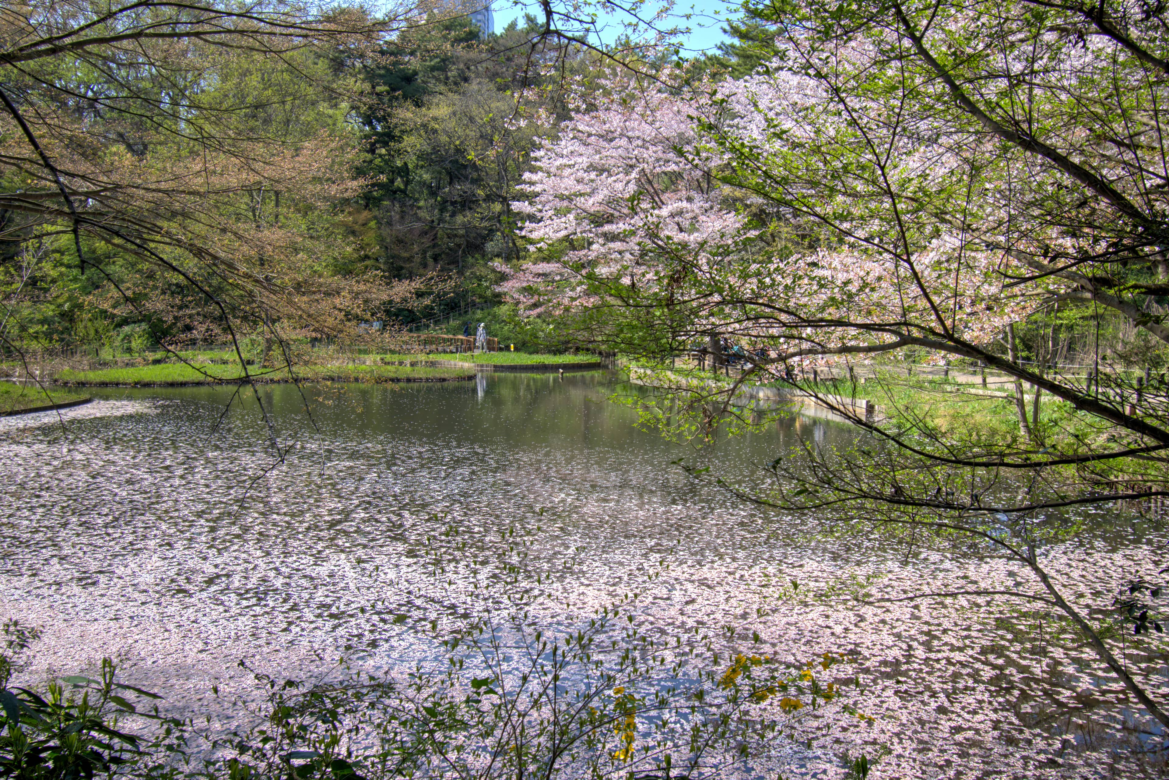 Tranquil Ponds and Marshes