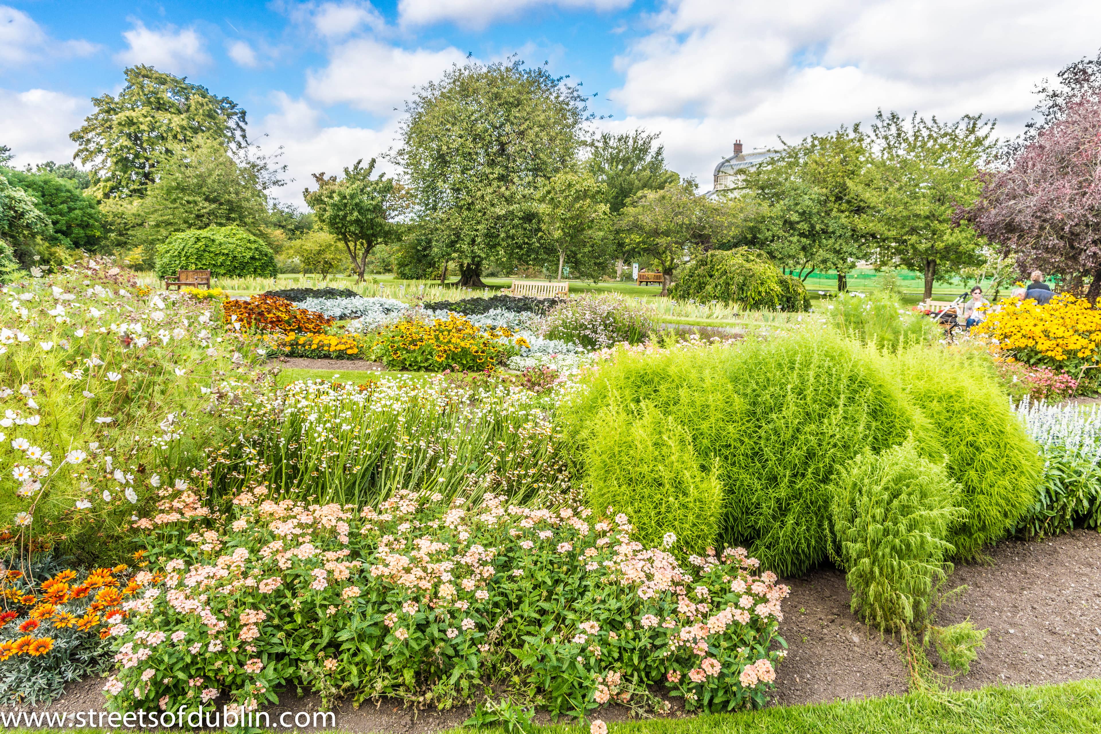 Irish Flora Collection