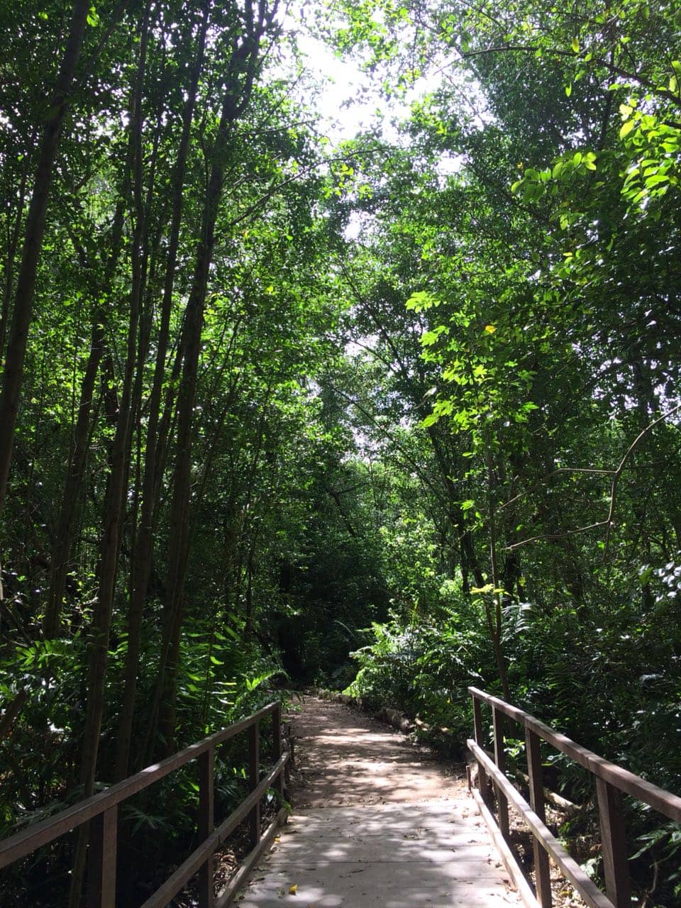 Mangrove Conservation