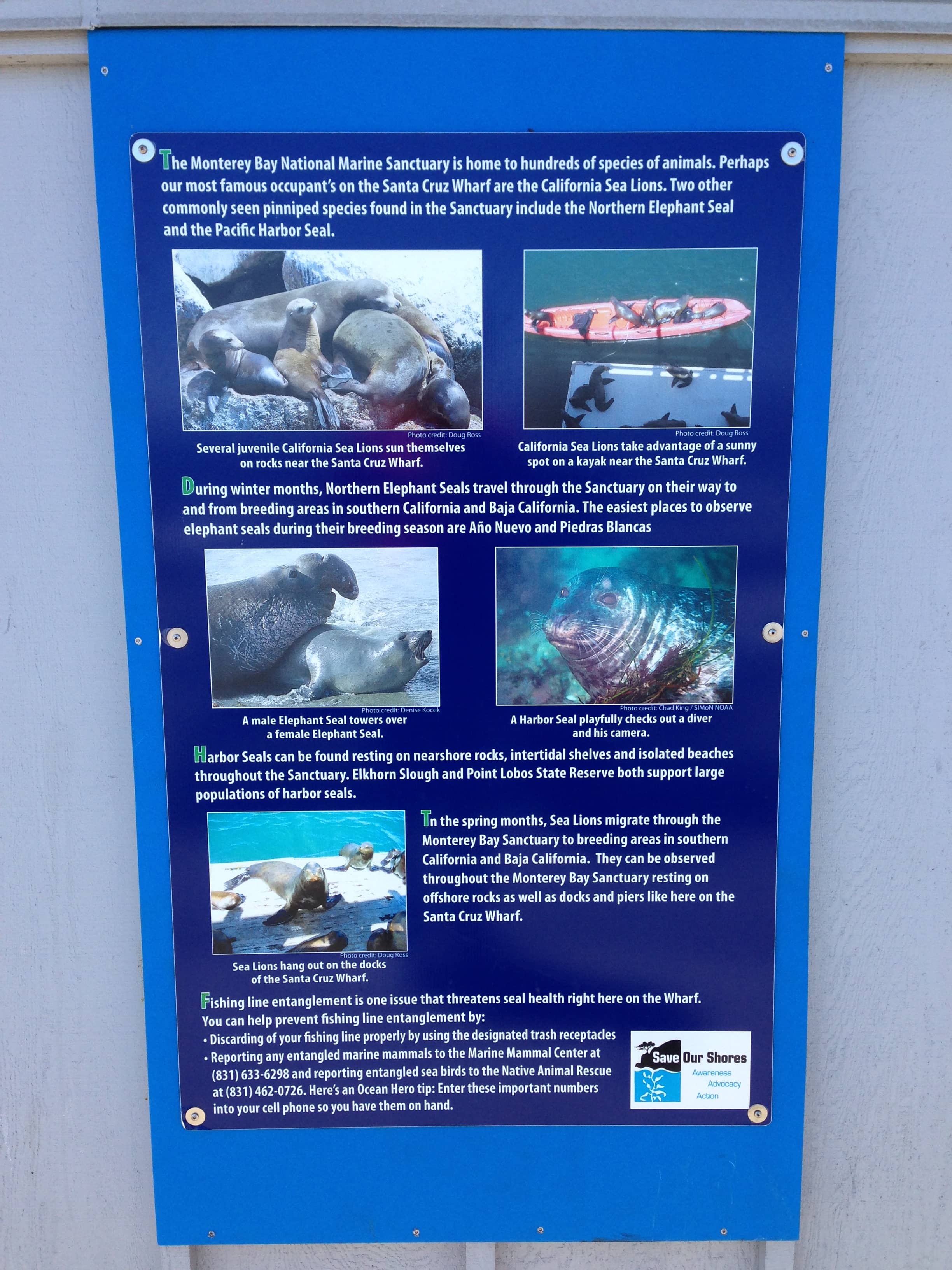 Seal Rescue Center