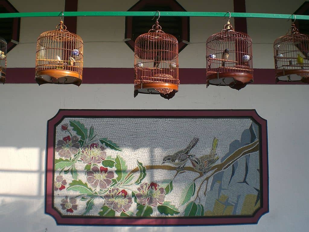 Bird Accessories & Supplies