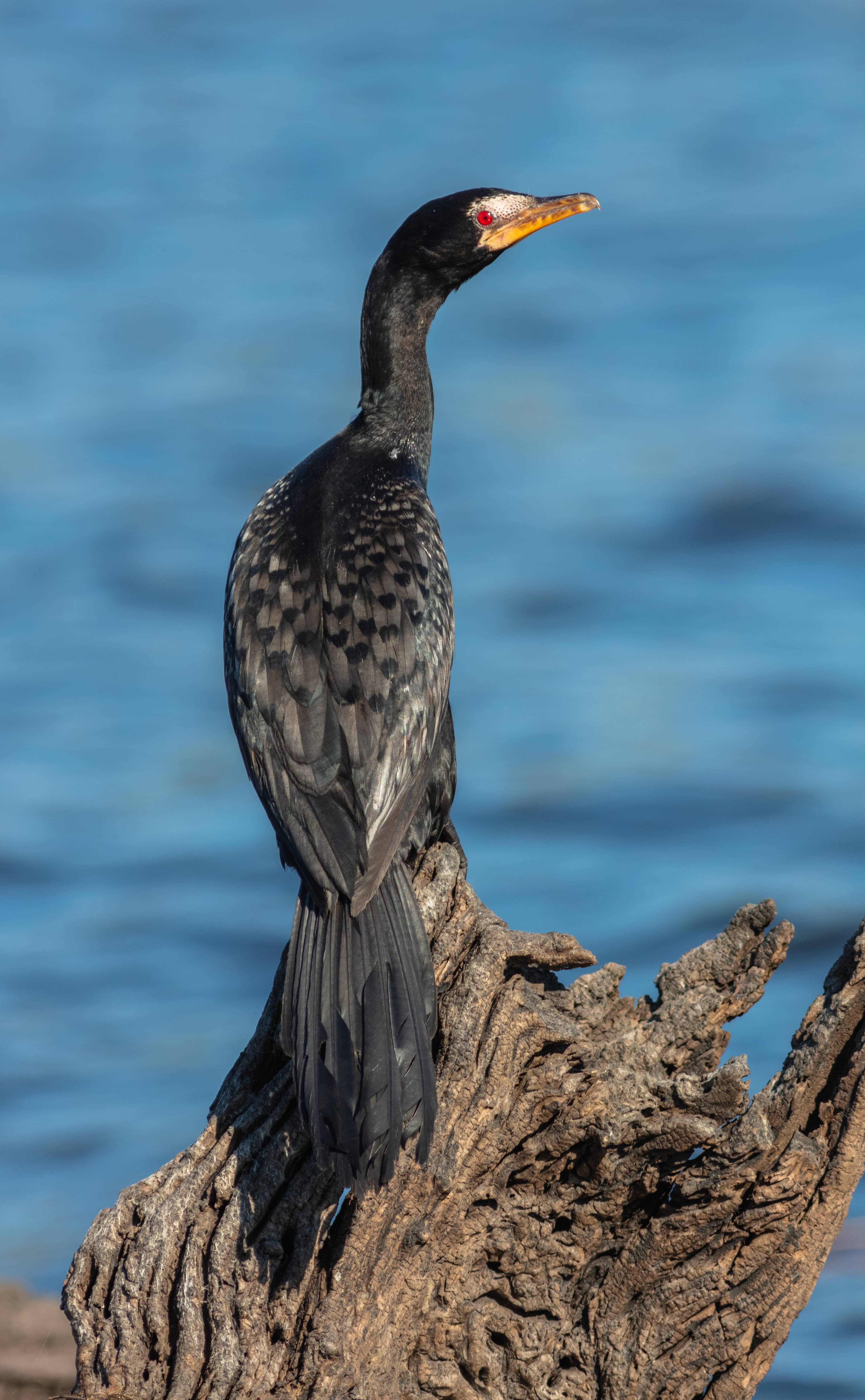 Aquatic Bird Watching