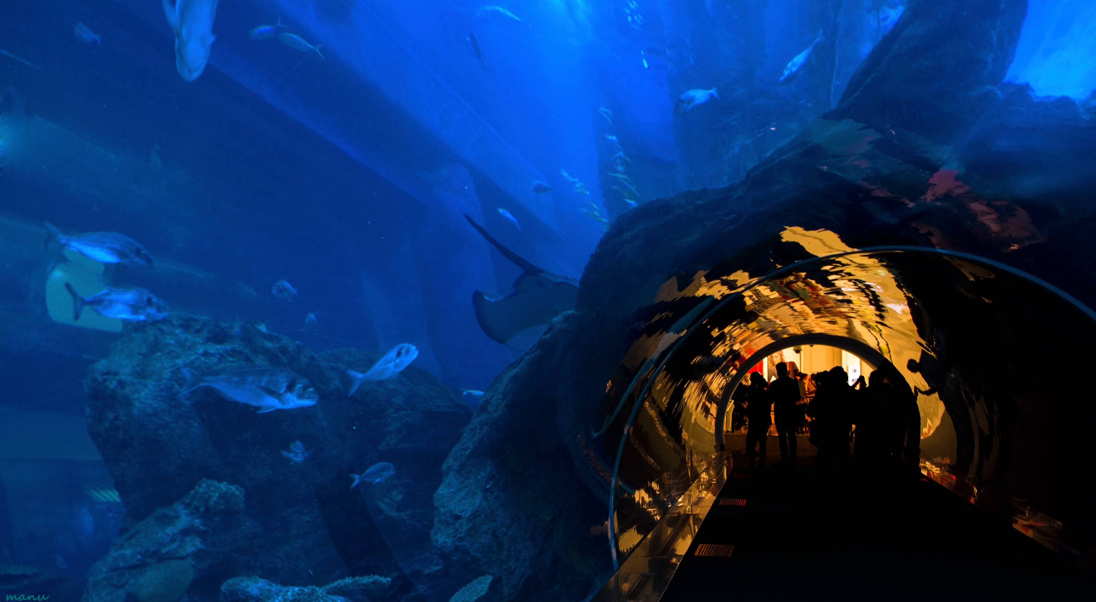 Underwater Tunnel Walk