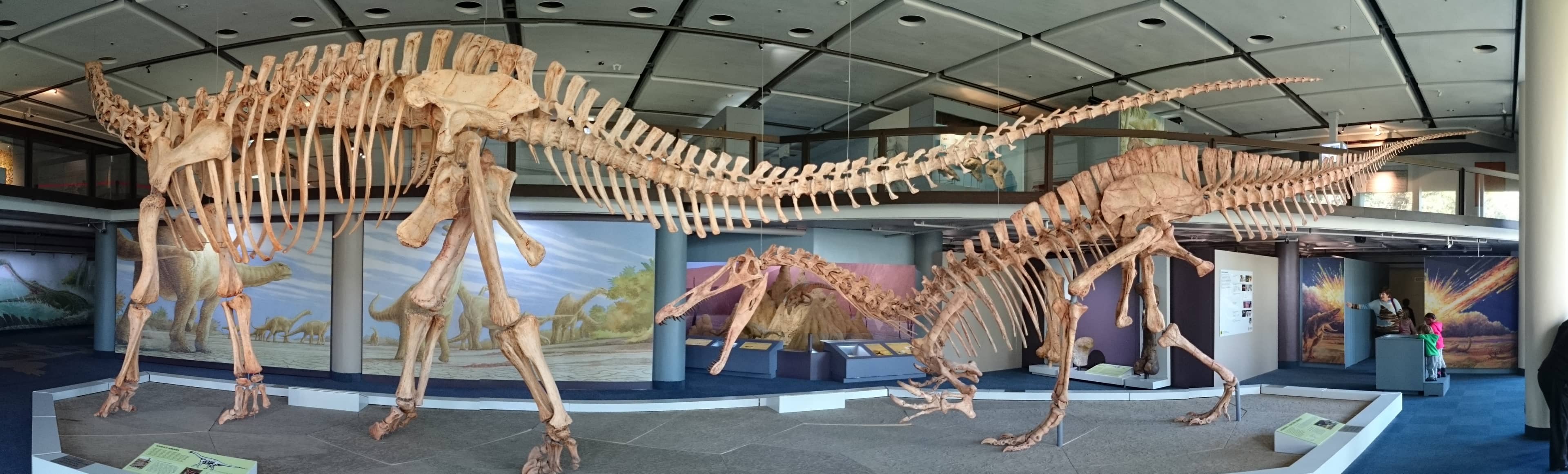 Fossil and Geological Displays