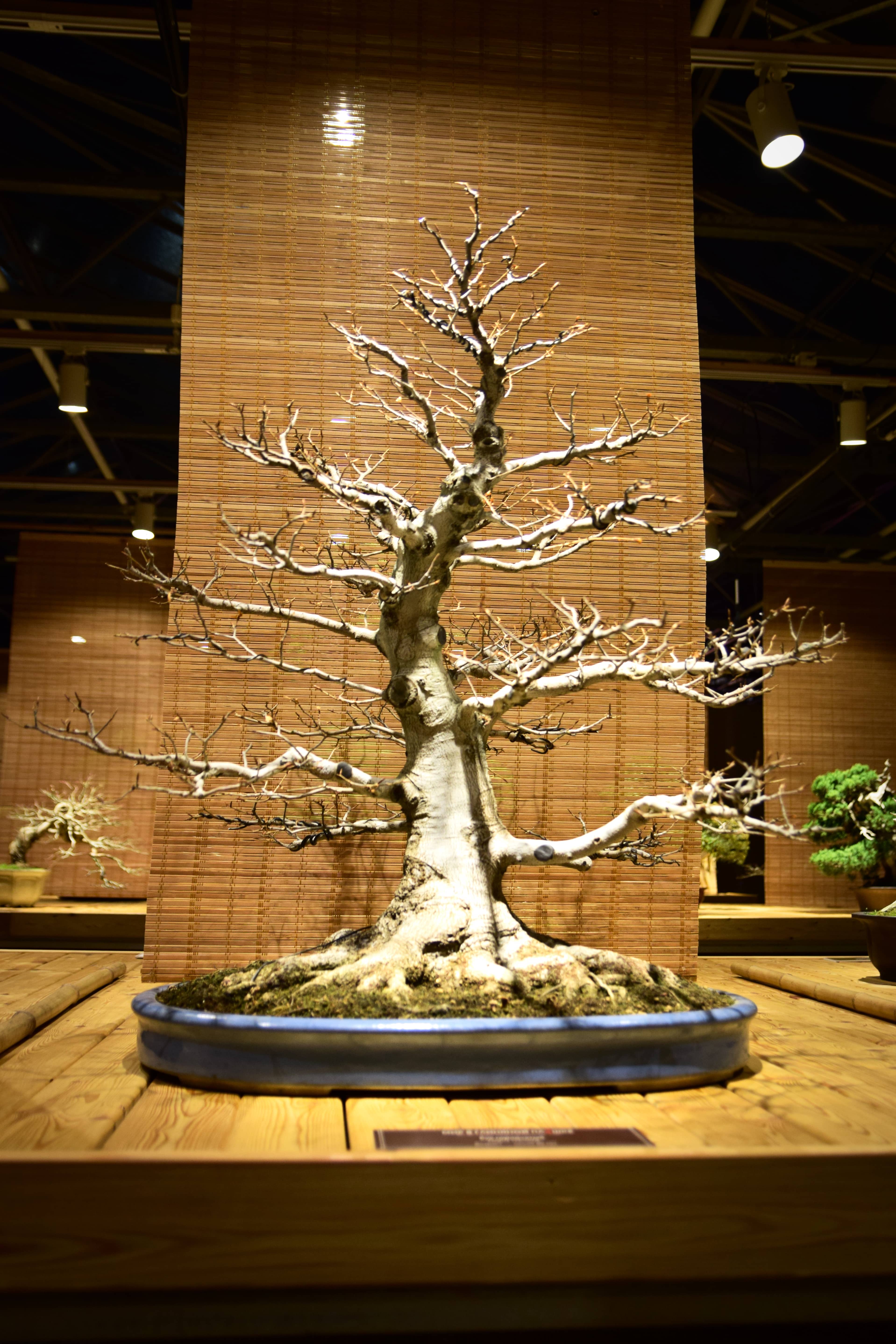 Bonsai Exposition