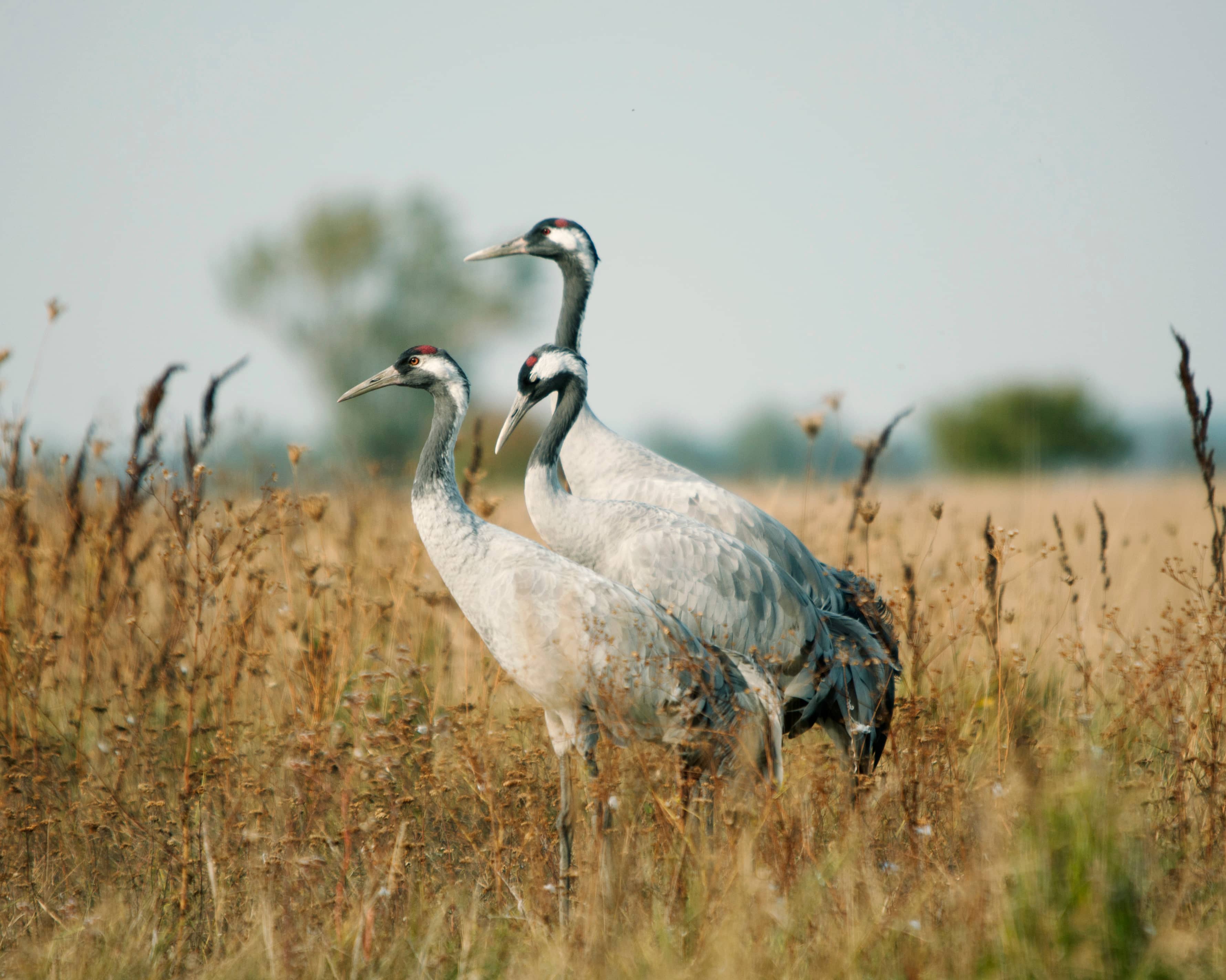 Hortobágy Bird Reserve