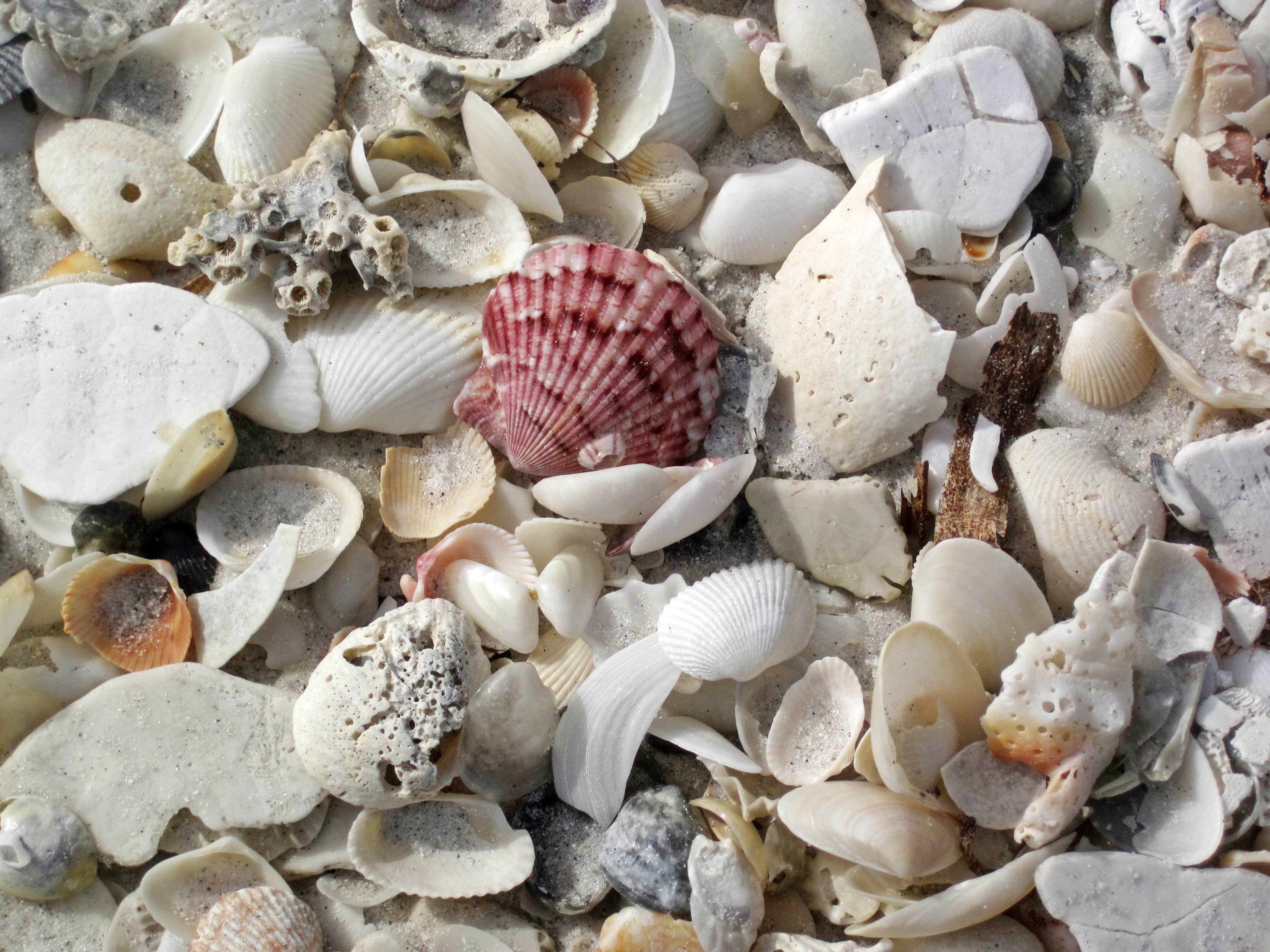 Exceptional Shelling