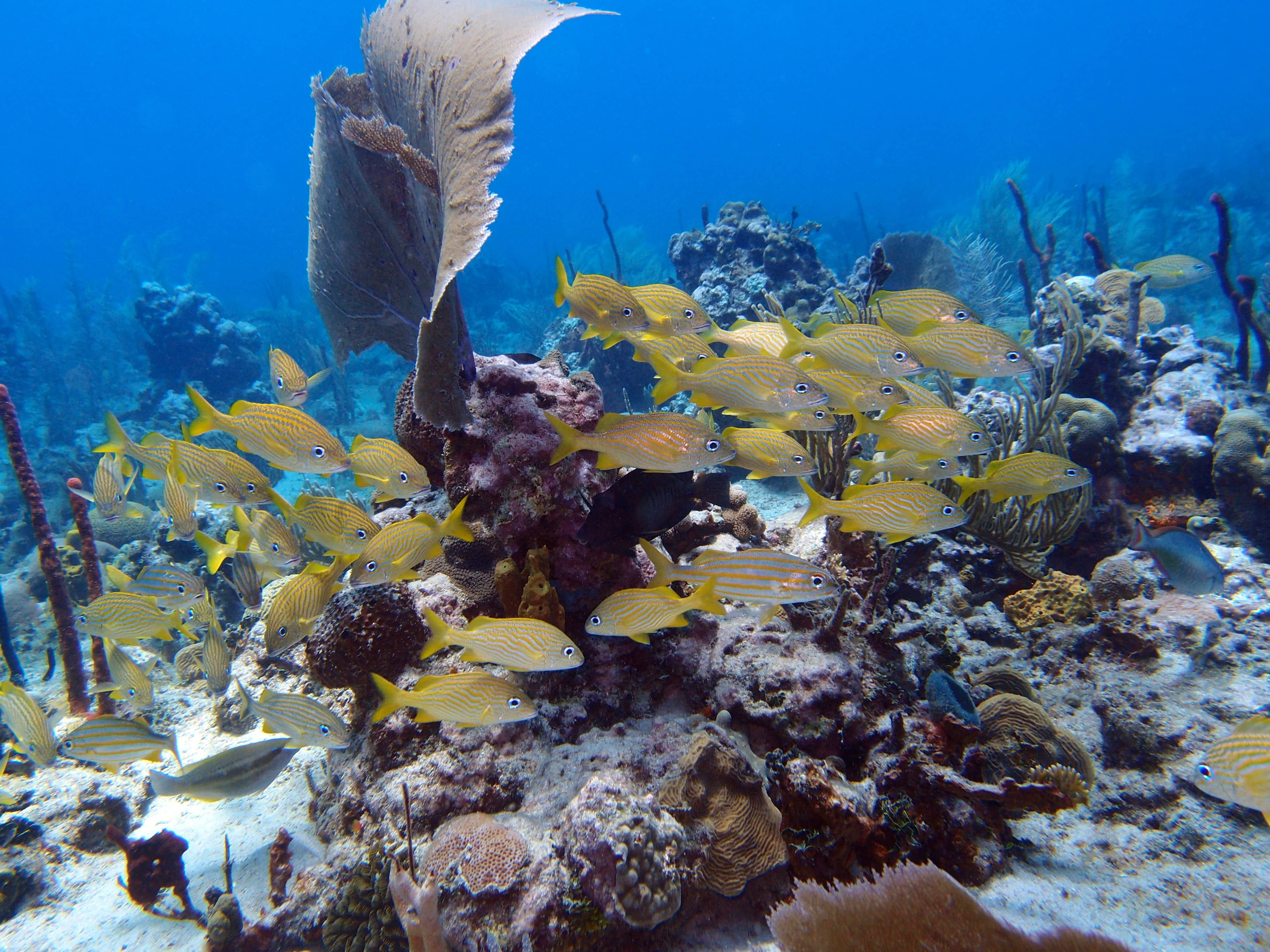 Catalina Island Snorkeling