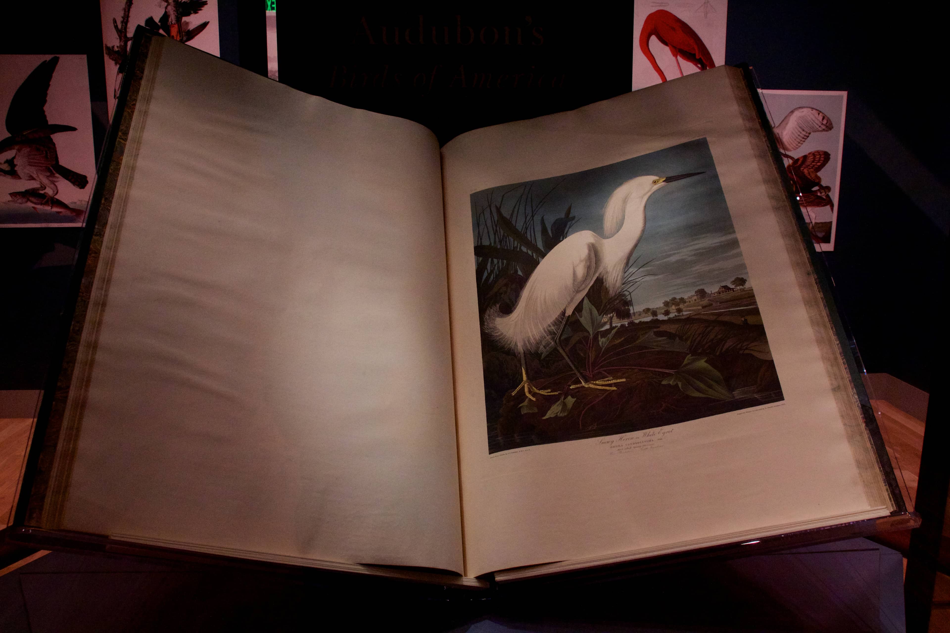 The Library's Rare Books