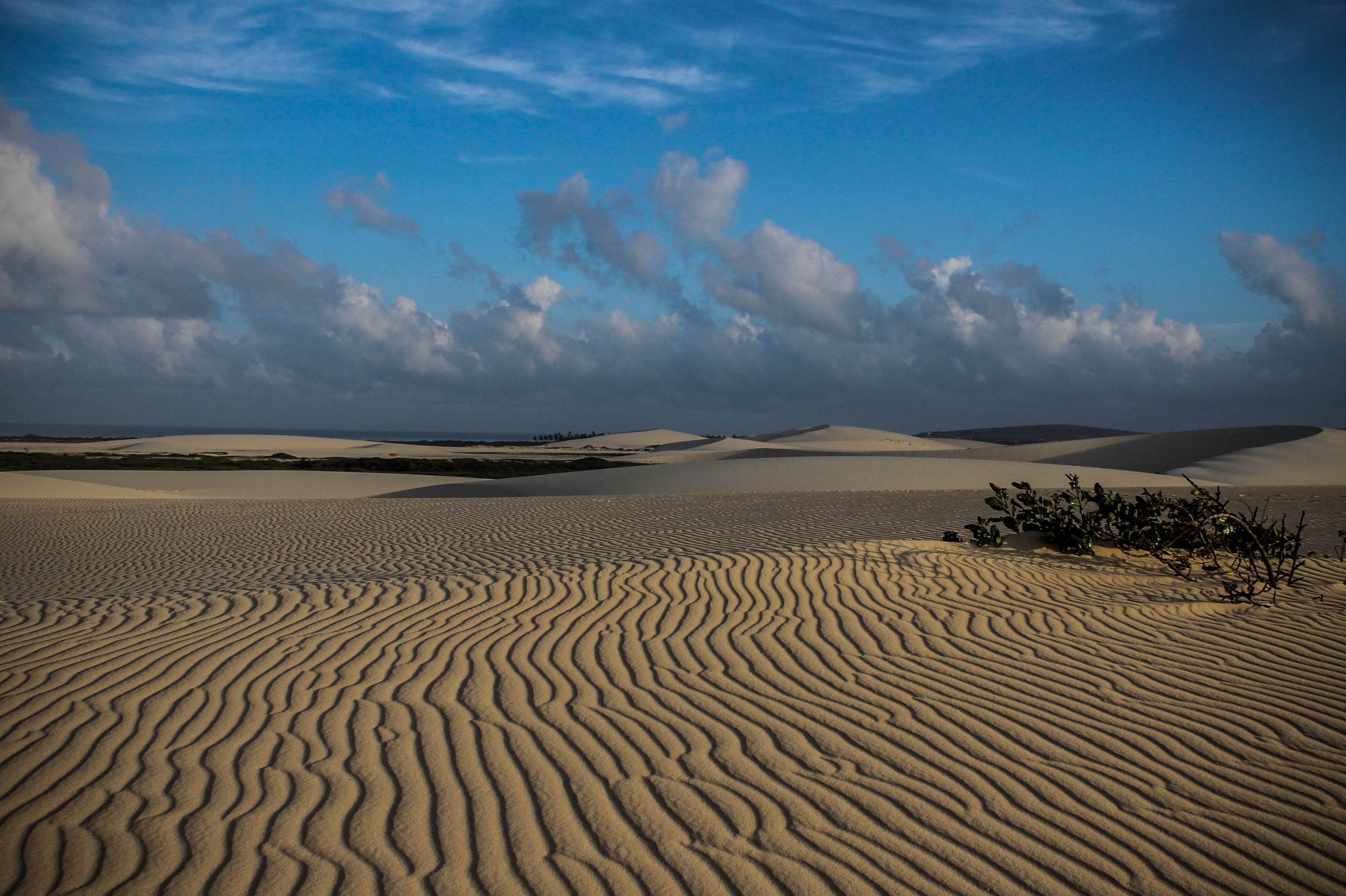 Unique Wind-Shaped Landscape