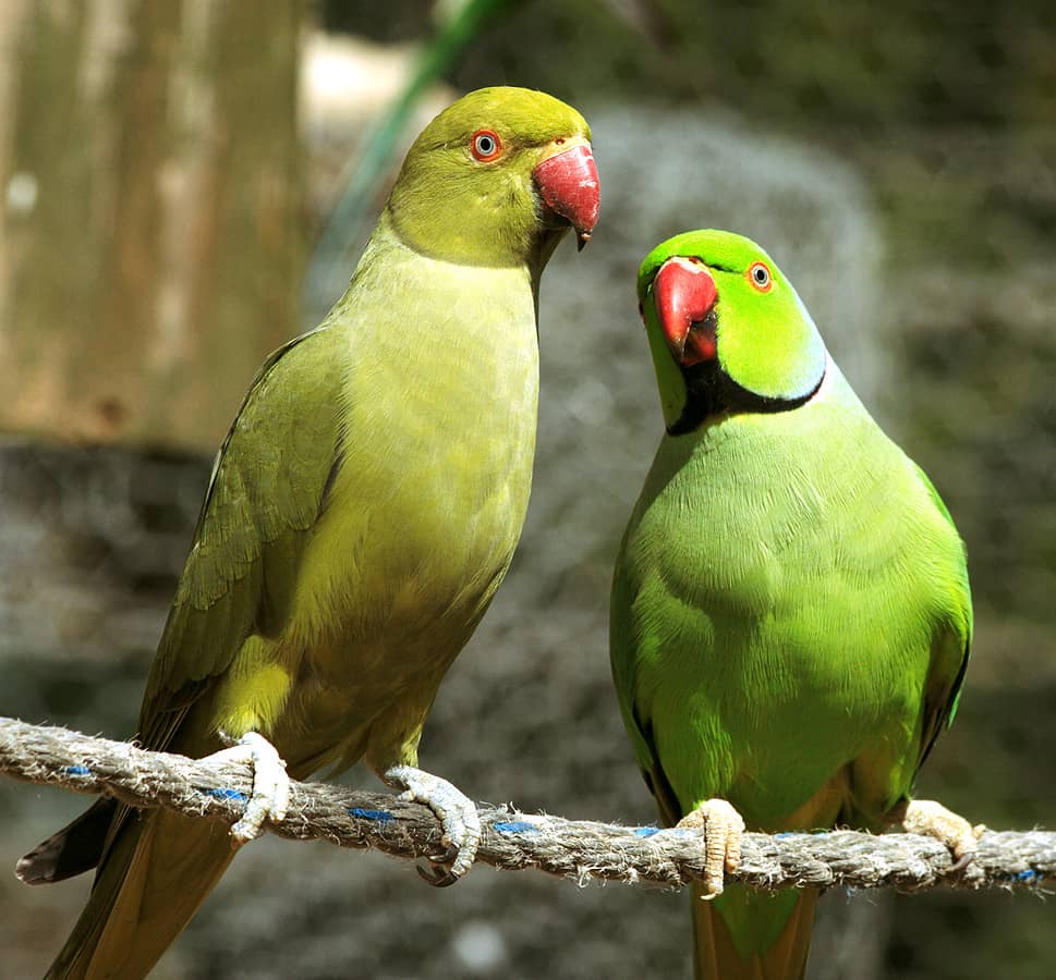 Native Bird Abundance