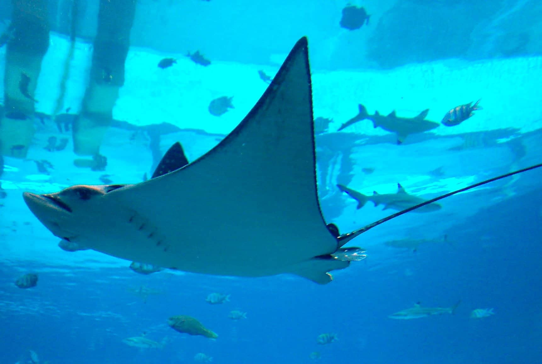 Ray Feeding Sessions