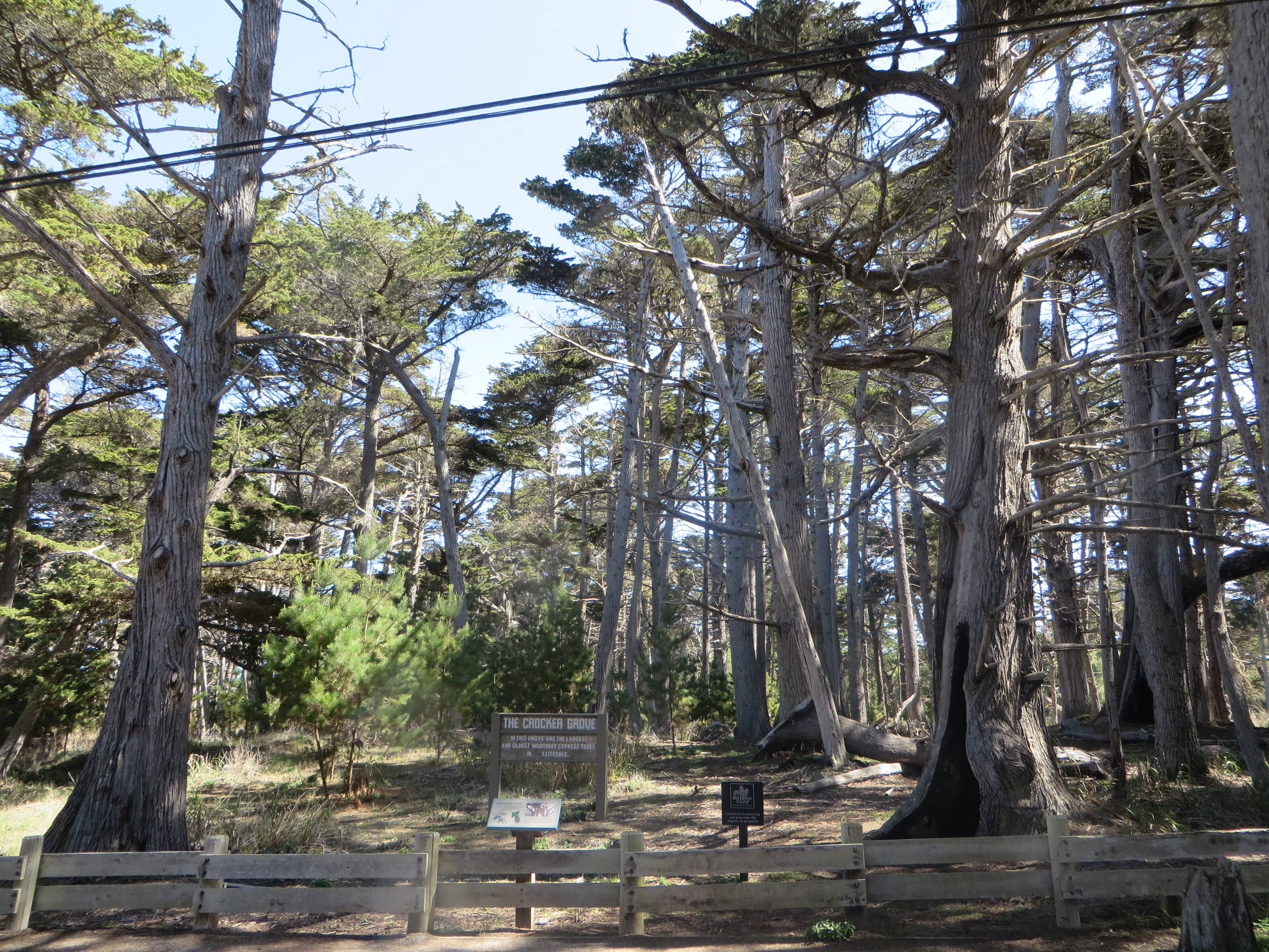 Ancient Forest Trails