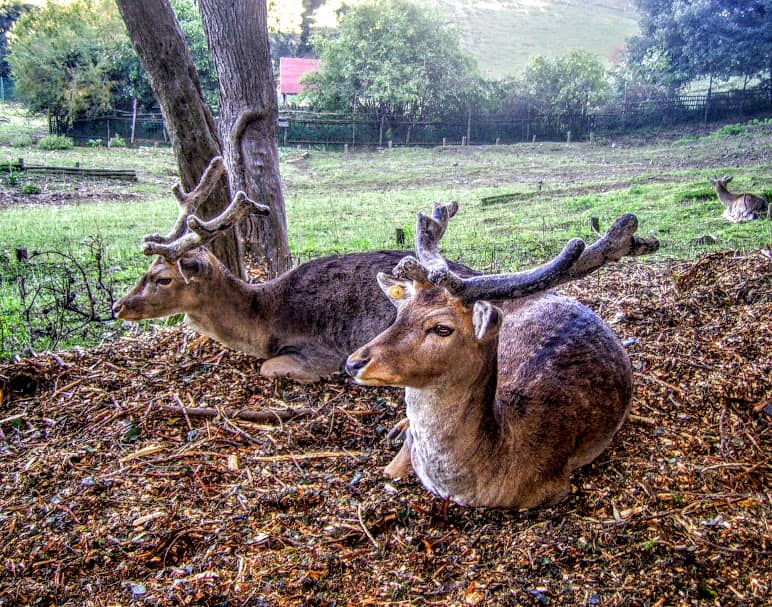 Herd of Deer