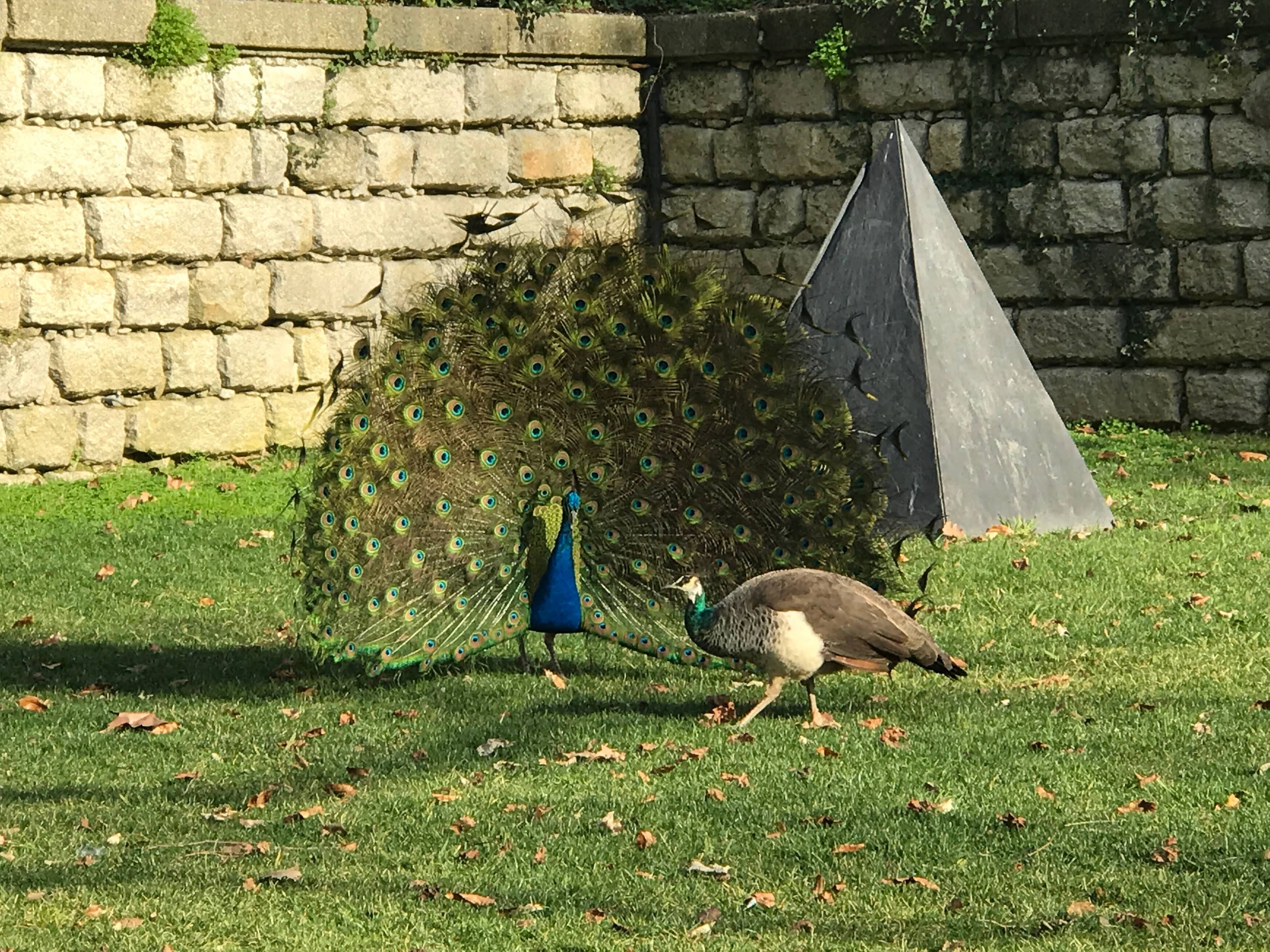Roaming Peacocks and Wildlife
