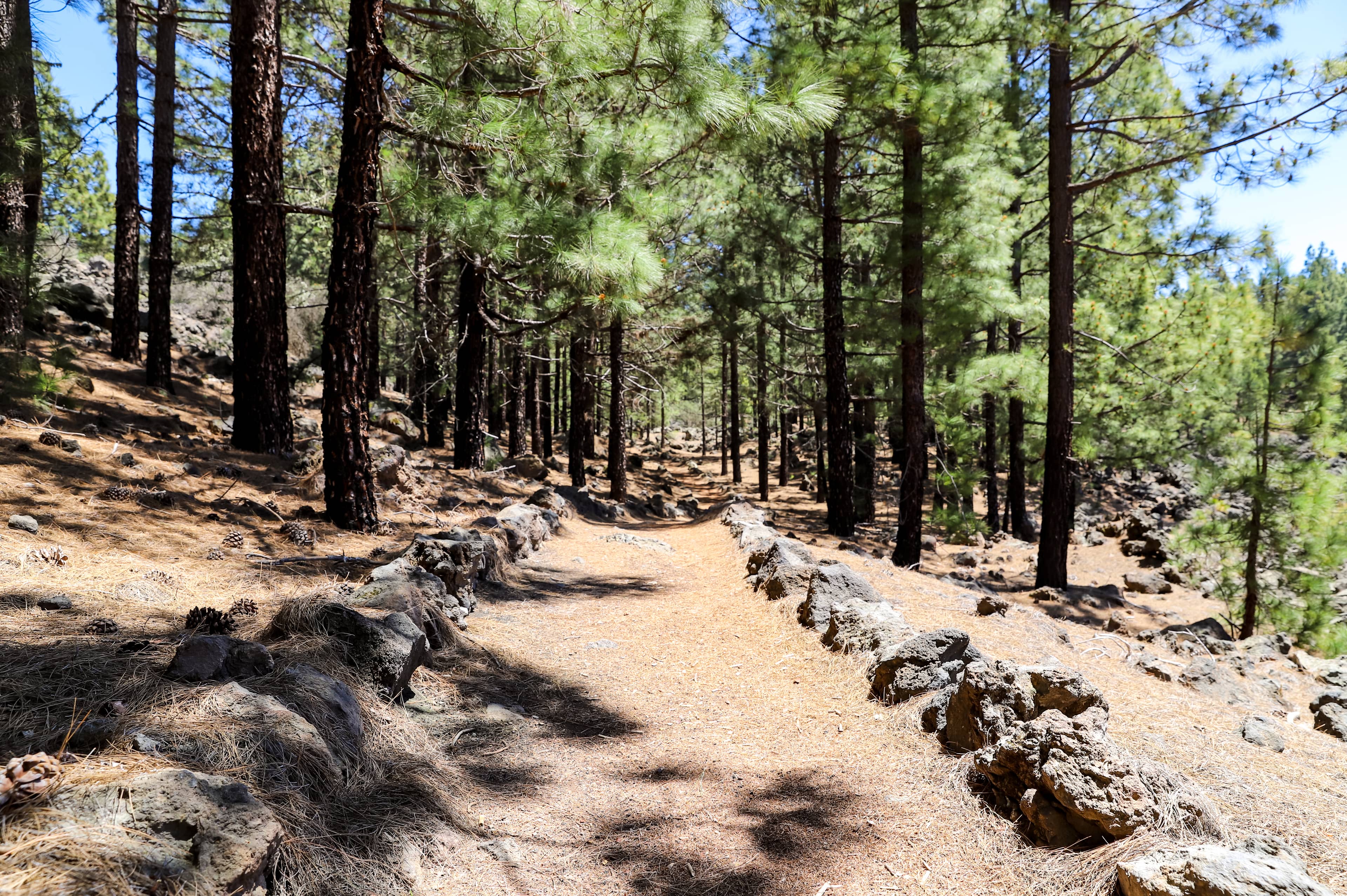 Canarian Pine Forests