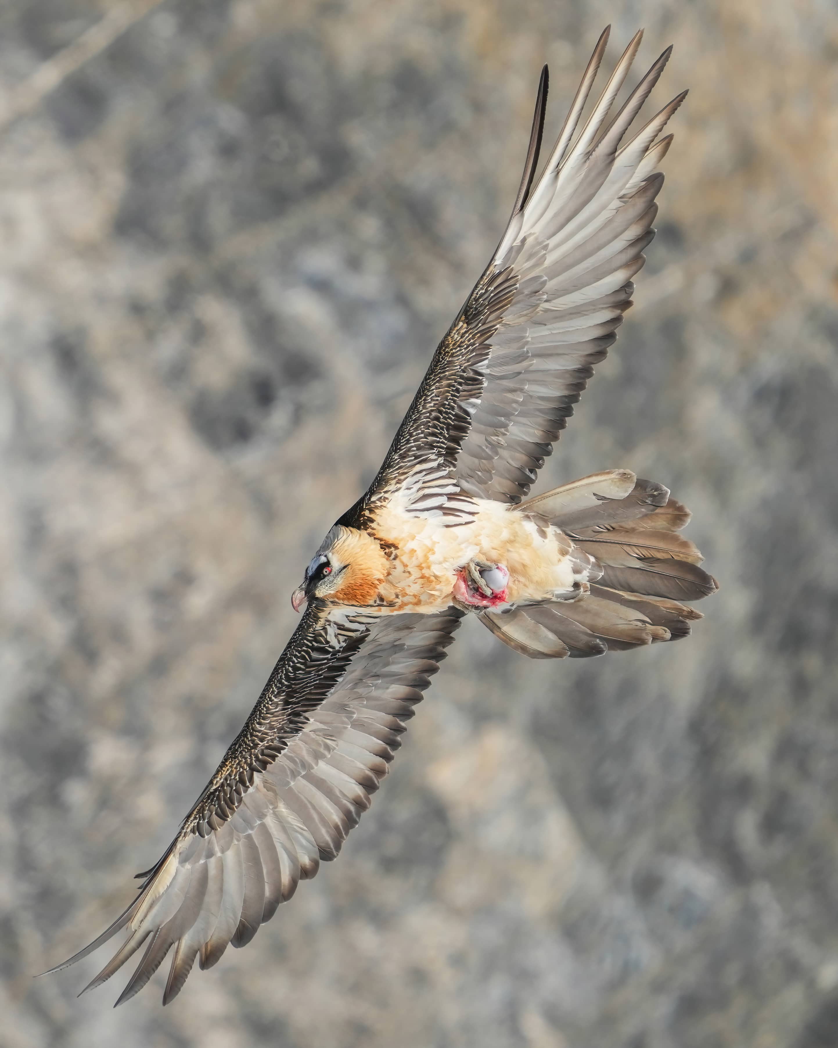Vulture Watching