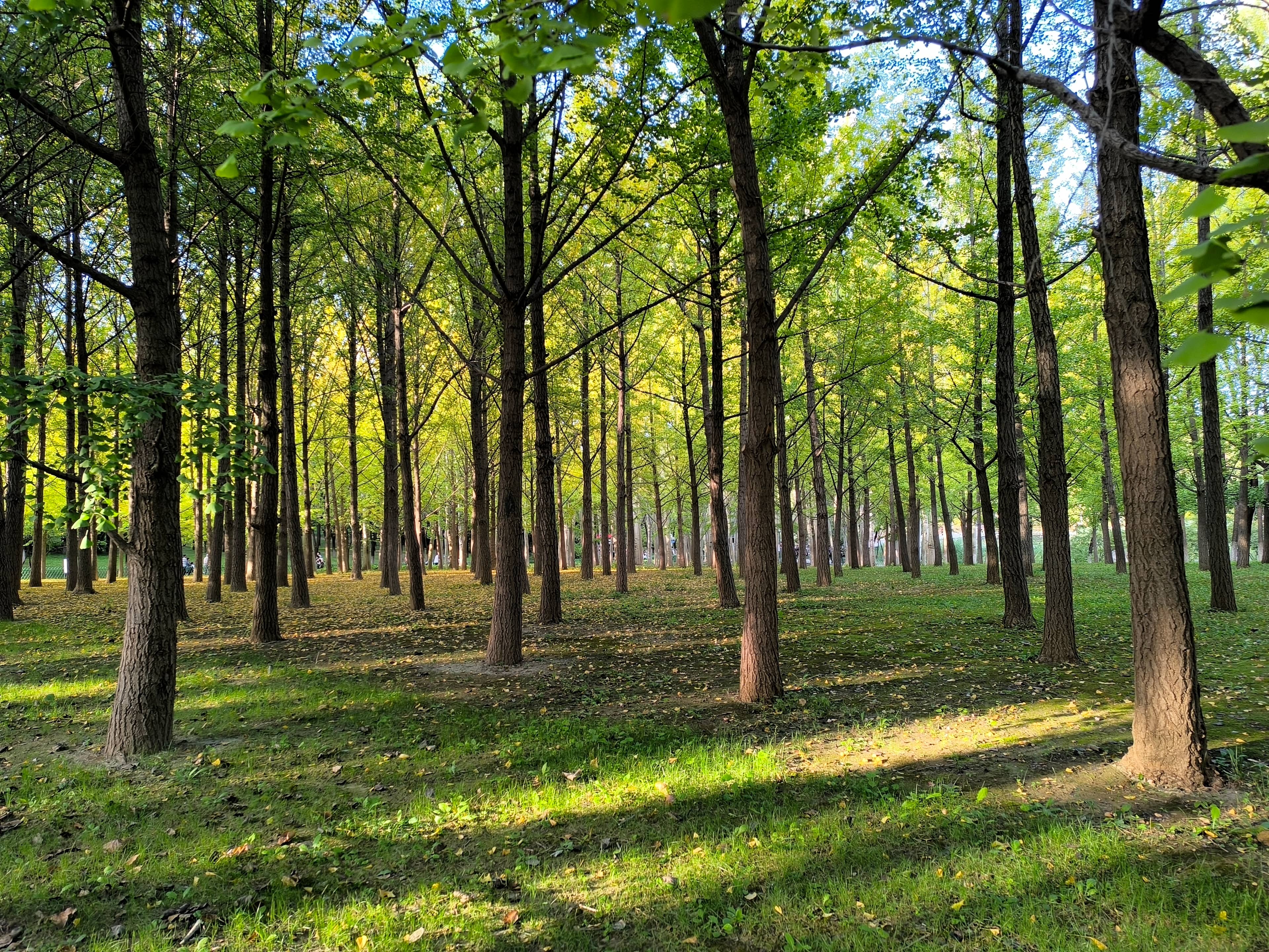 Green Lung of Beijing