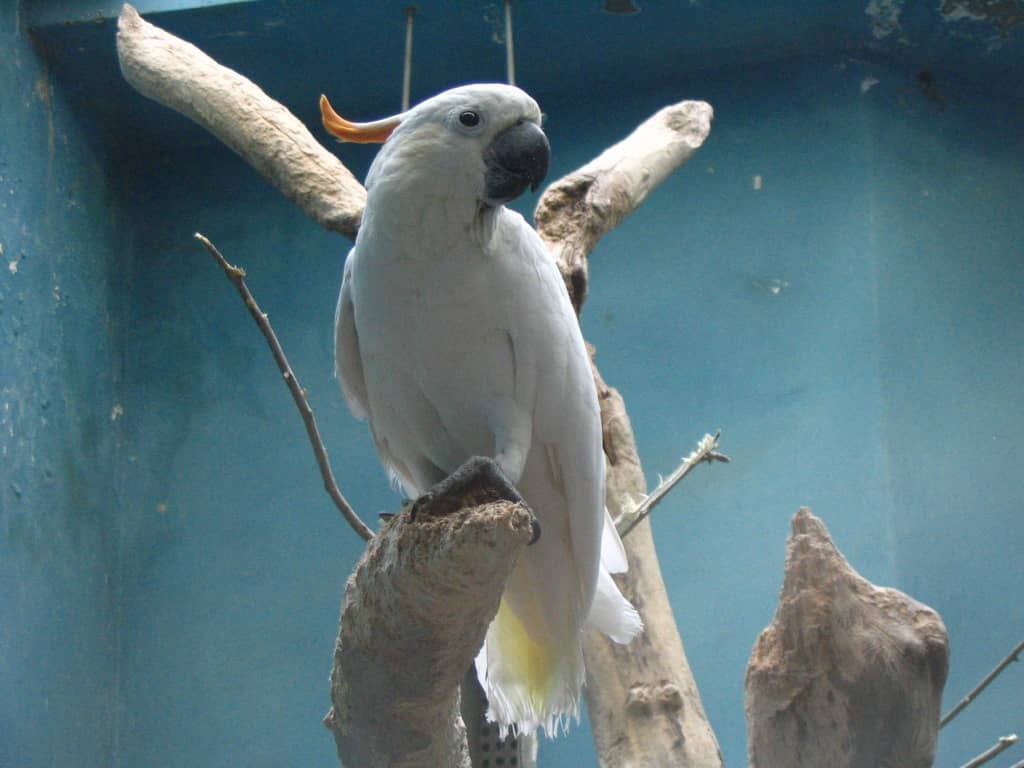 Birds of Prey